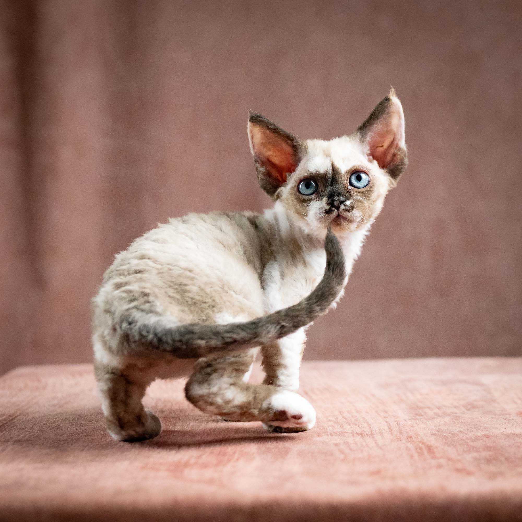 Thalia, girl, born 01.17.26. Devon Rex Pixie Cattery