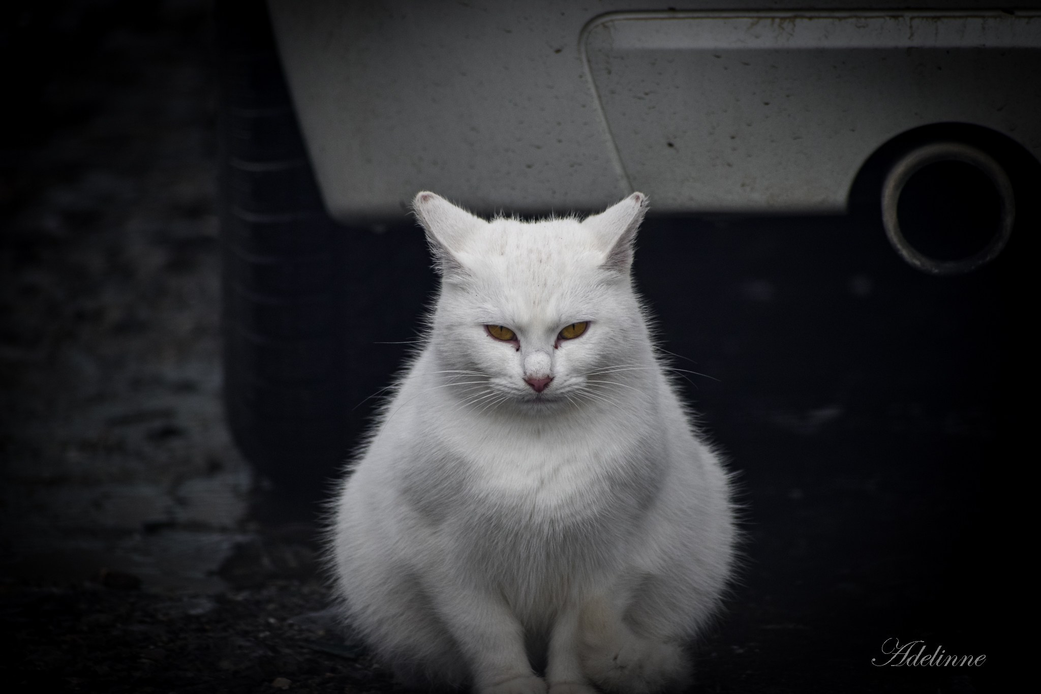 Nature❤️. Adelinne