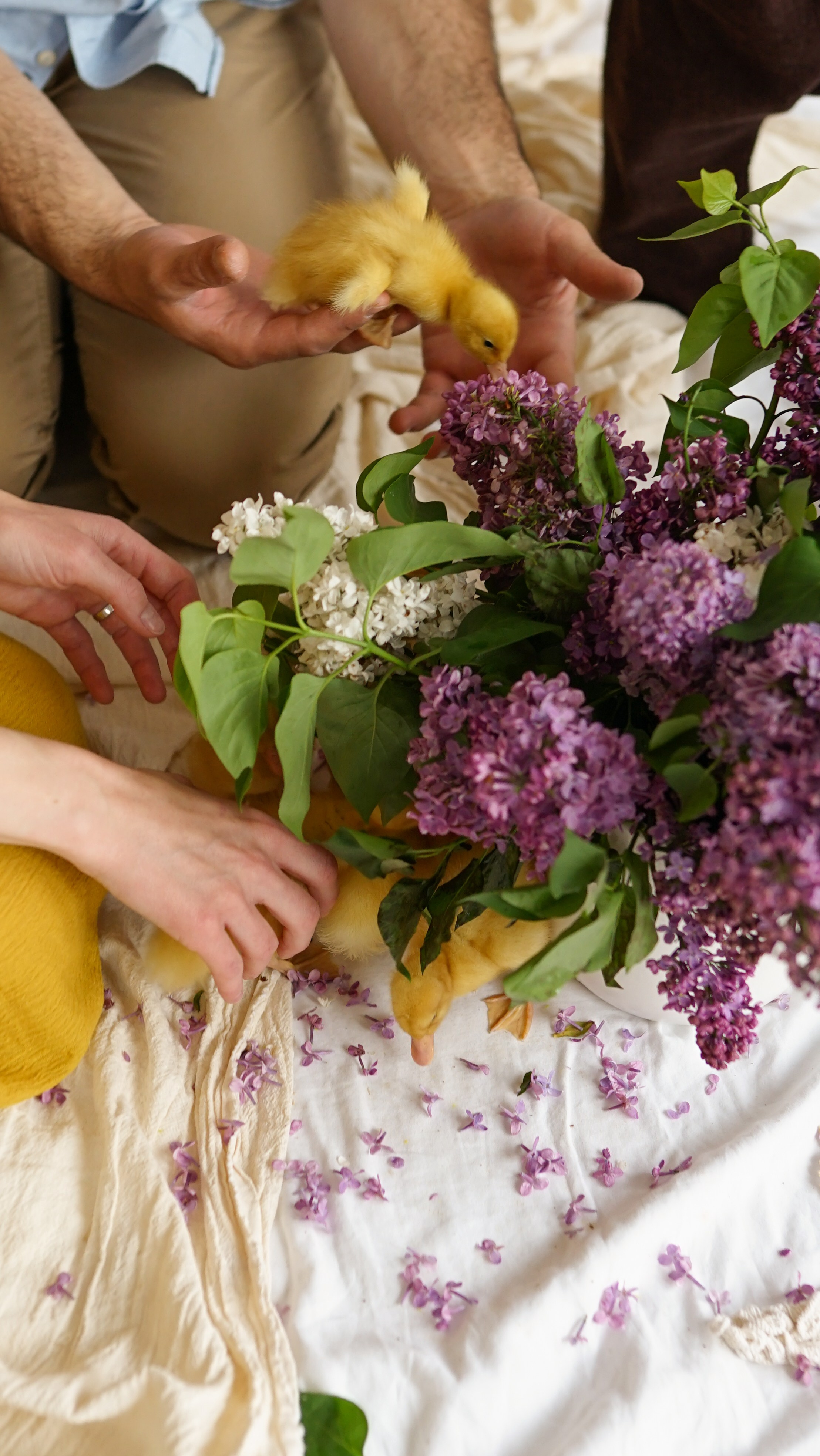 Ședințe Foto de Paște Brașov: Gălbenuș | Mădălina Beda. Madalina Beda- Artist vizual, fotograf, doula la nastere, consultant babywearing Brasov si in toata tara