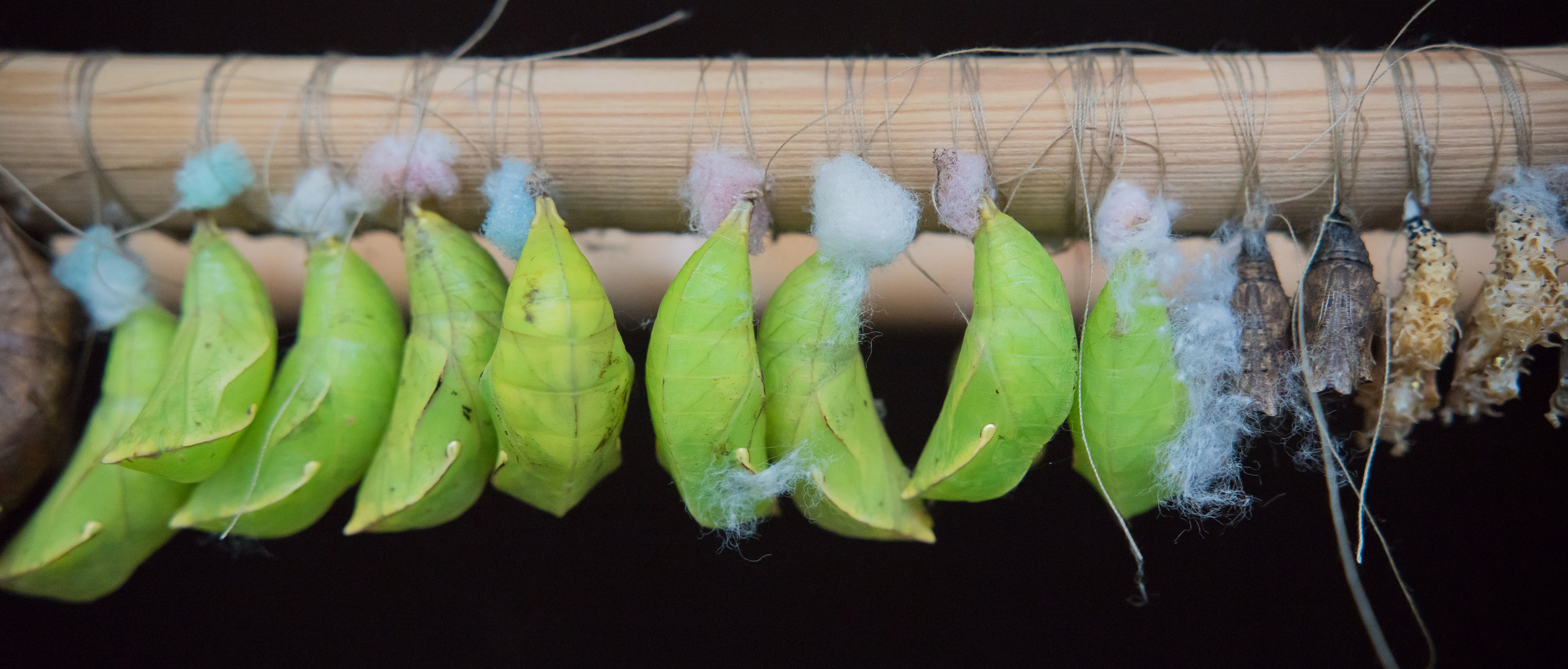 ~Animale si alte vietati~. Andreea Ivan art-Fotograf Constanta, Fotograf profesionist Constanta, Fotograf de nunta Constanta, botez, sedinte foto cu tematica, portret