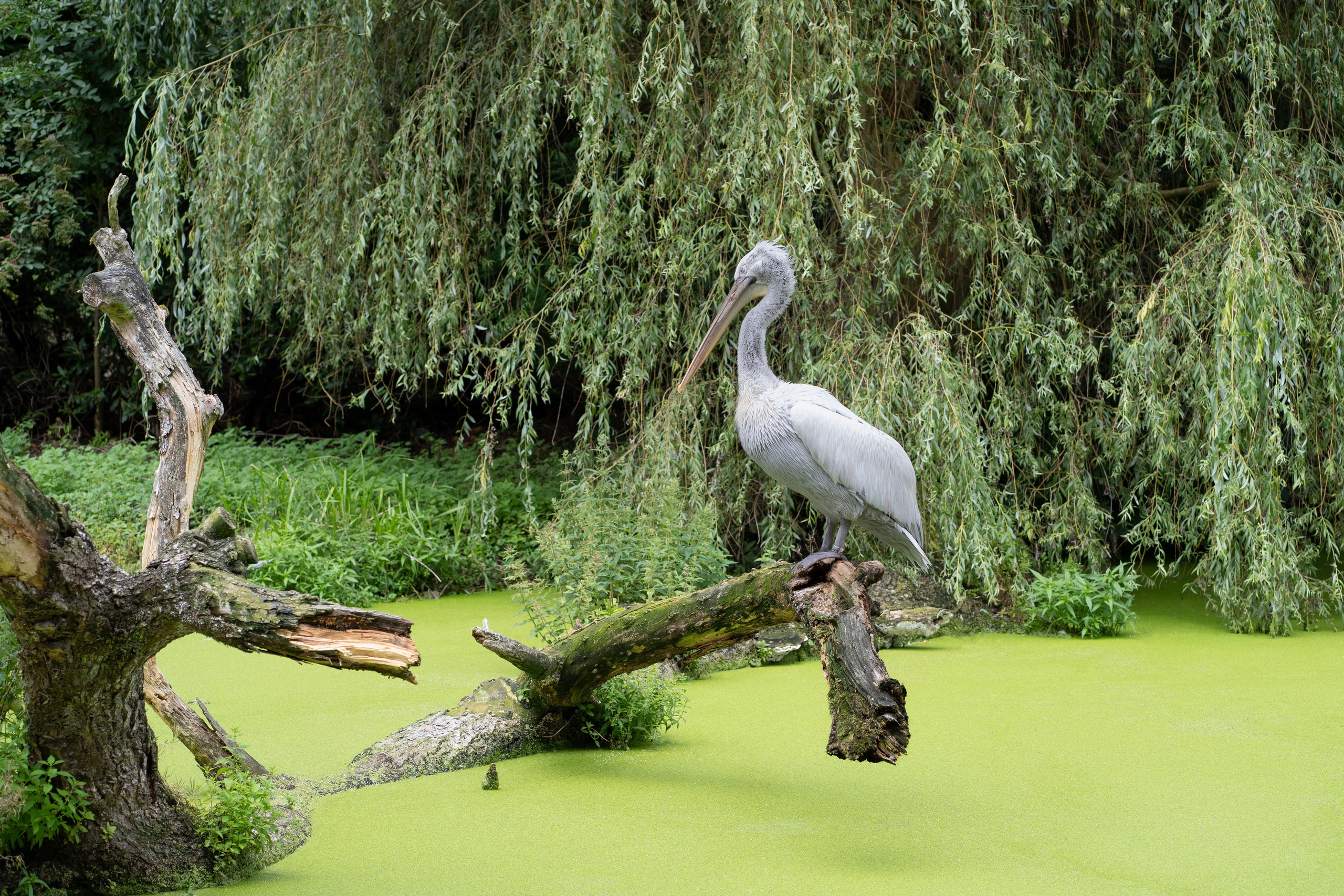 Tierwelt. Bürgerreporter & Amateurfotograf in Hannover