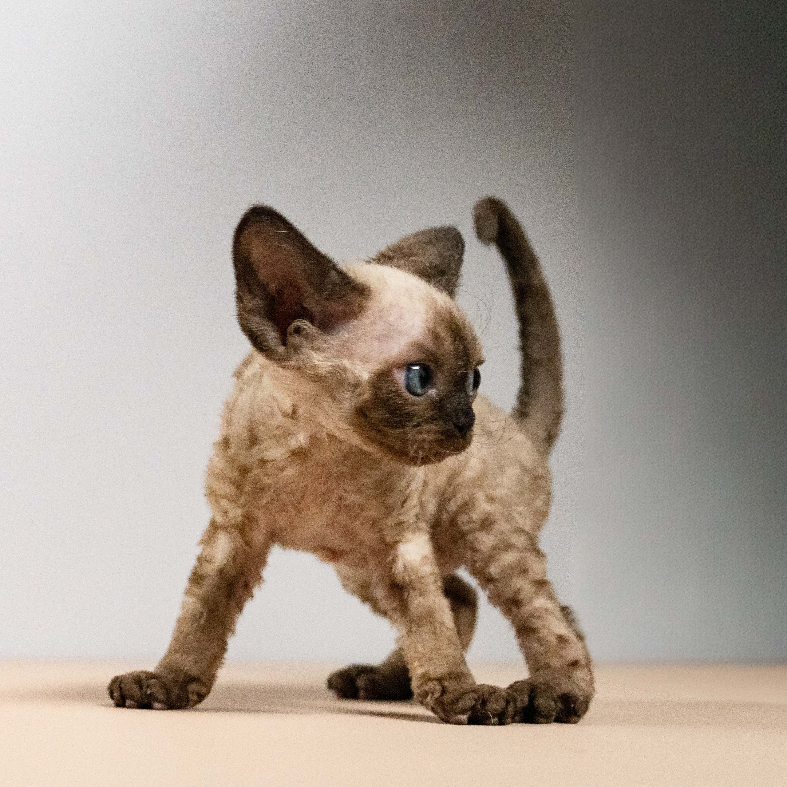Leo, boy, born 12.20.2025. Devon Rex Pixie Cattery
