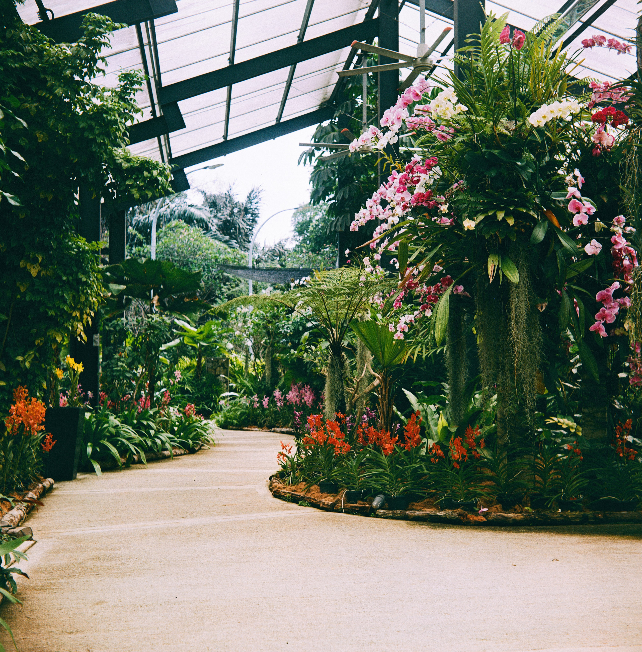 KL Orchid Garden | Barely Somewhere Studio