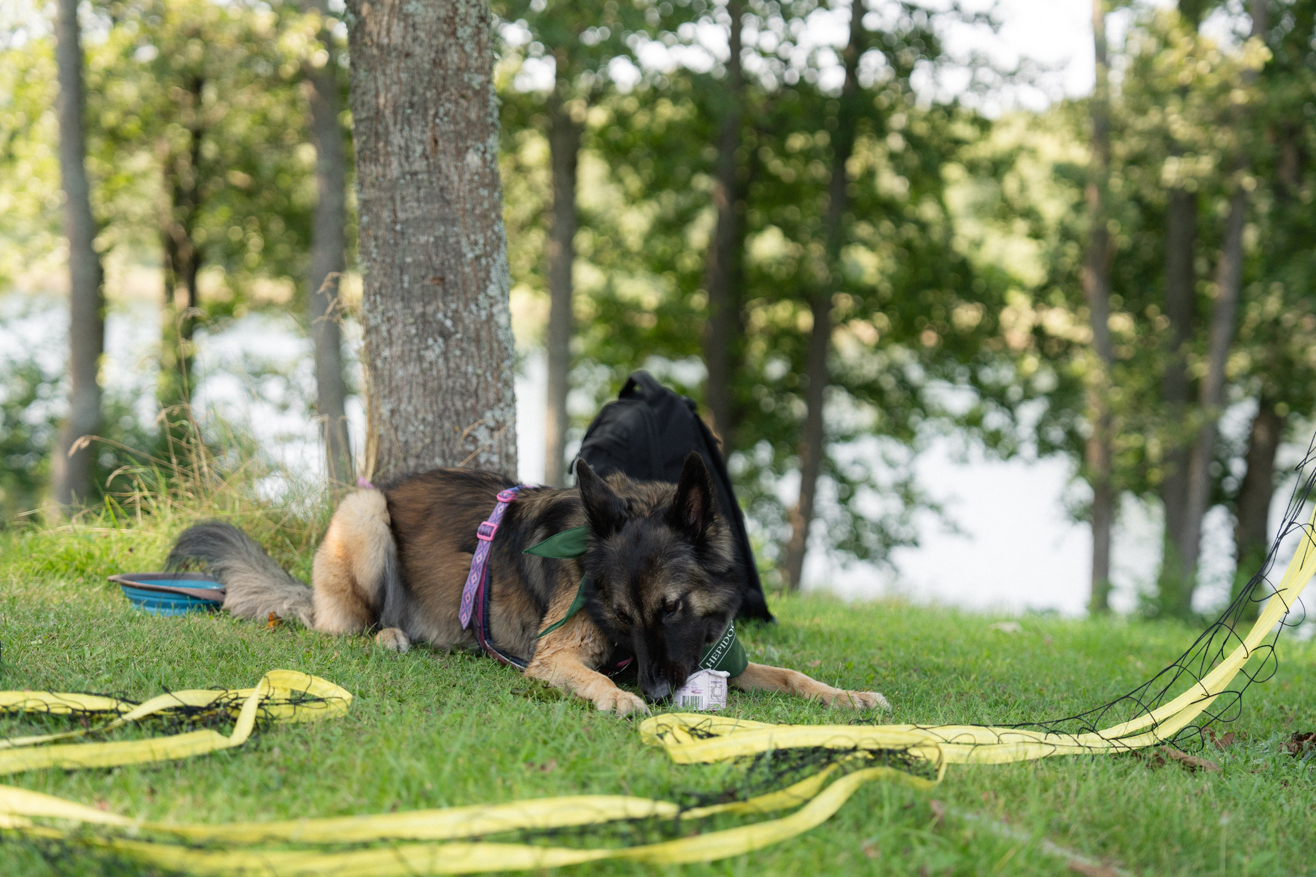 Heppi Dogo fest 2025. Vita Klimaševska ○ Fluffy Soulmate Photography