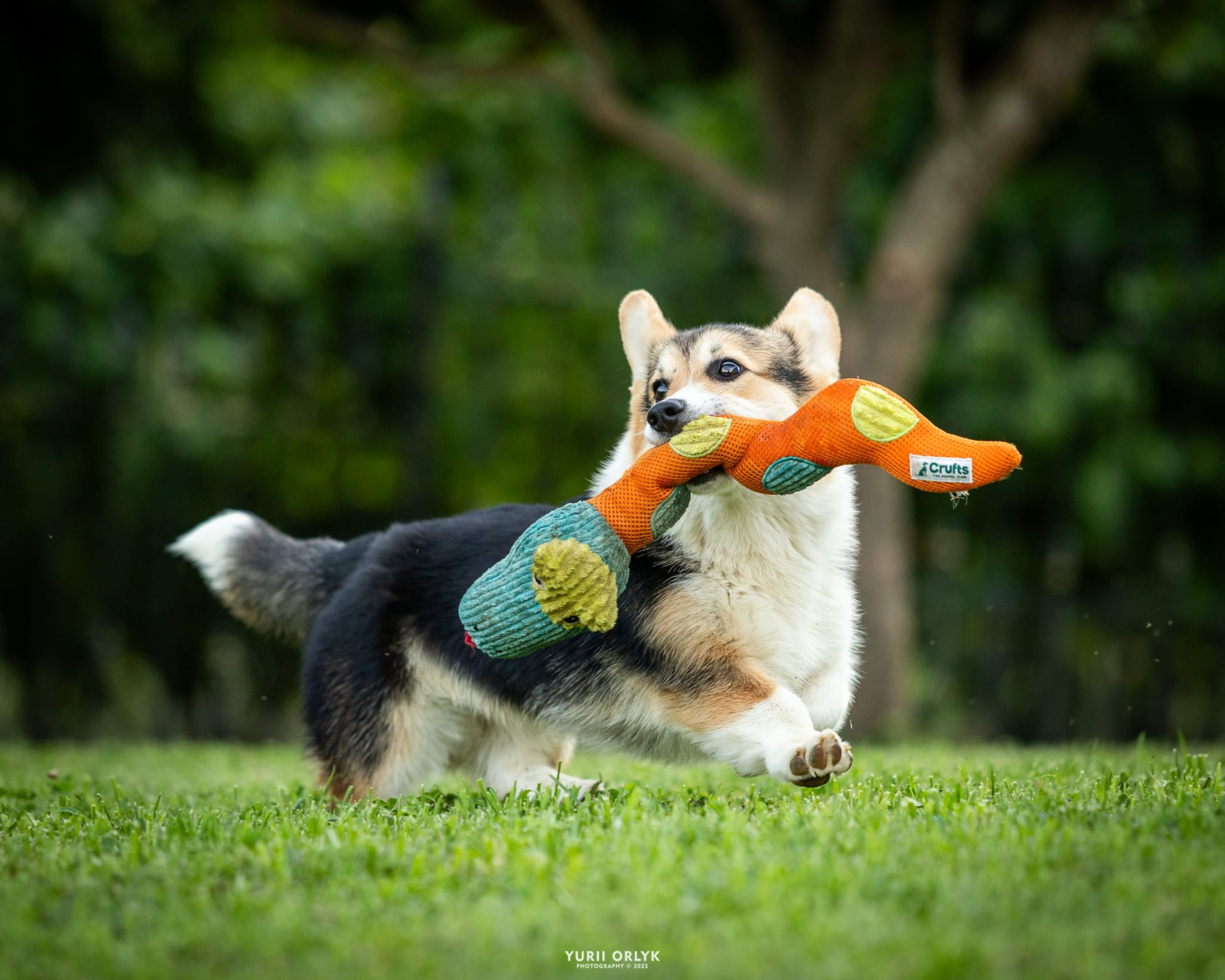 Puppies. Yurii Orlyk Photography