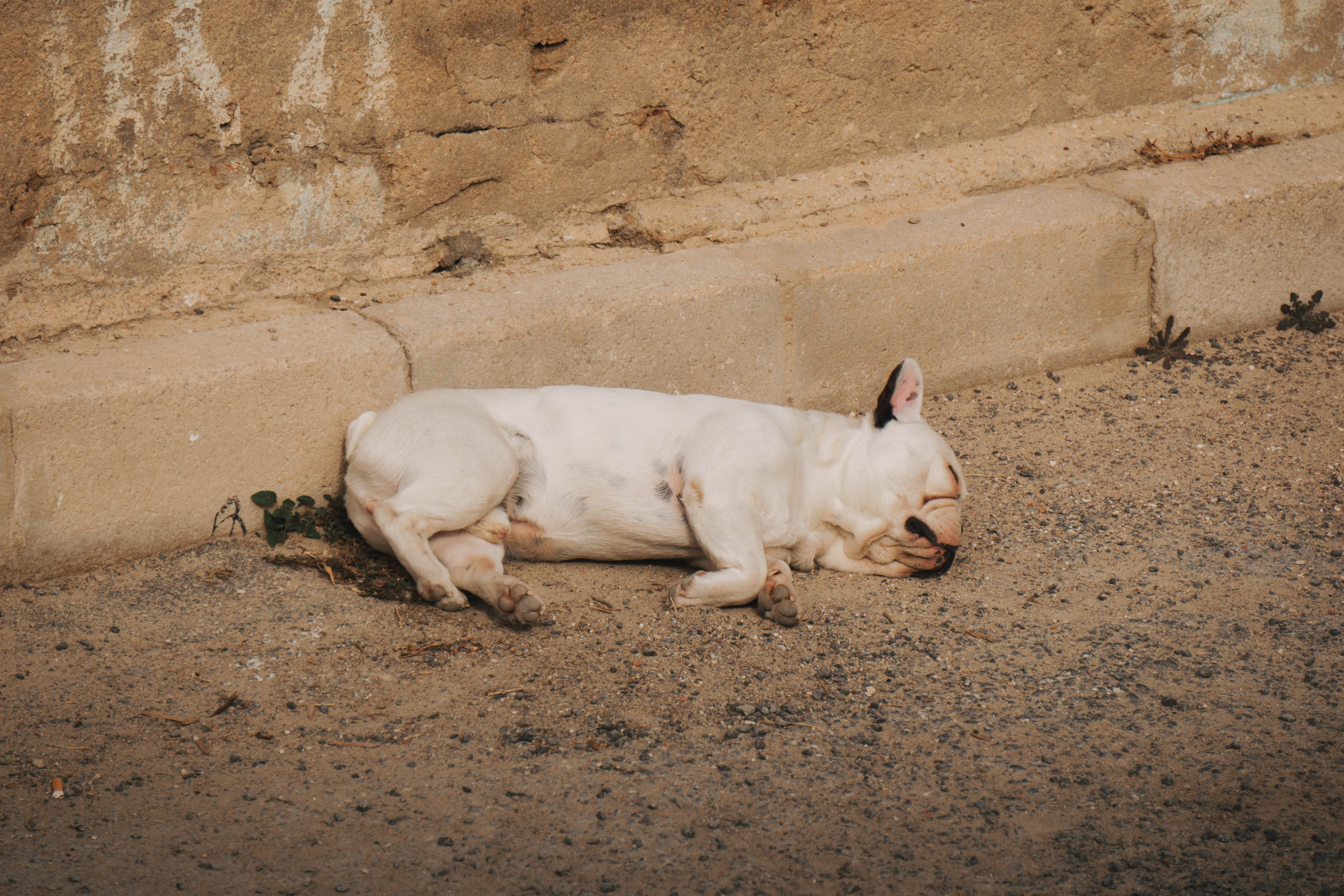 Rojales. Alba del Norte Studio