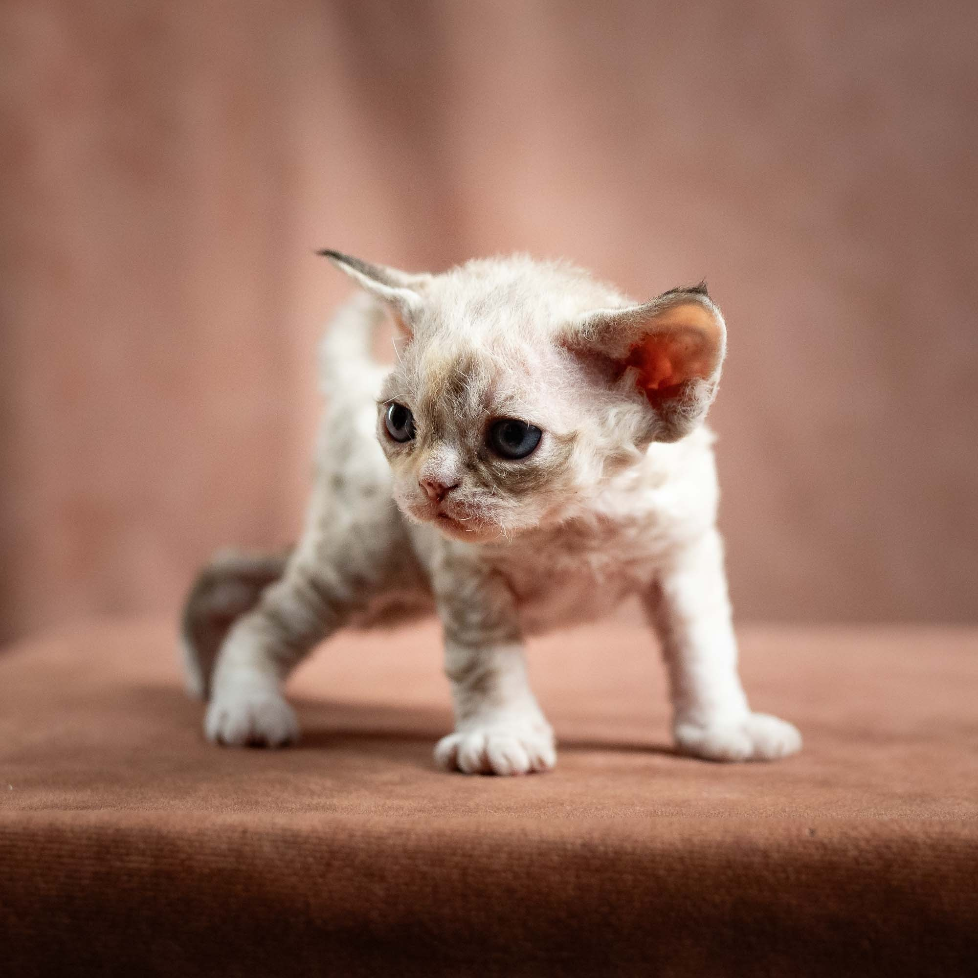 Nova, girl, born 01.17.26. Devon Rex Pixie Cattery