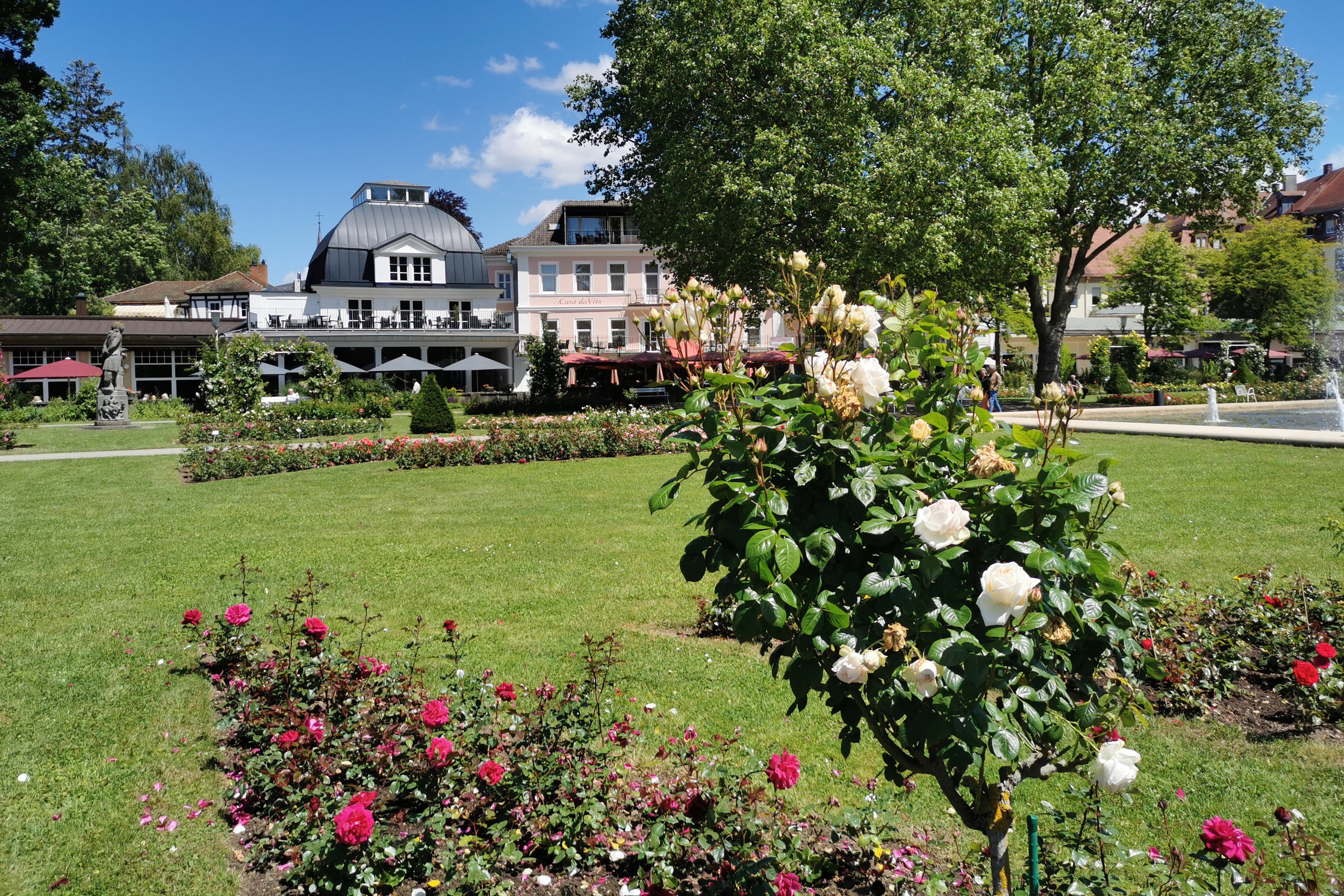 Цветущие розы