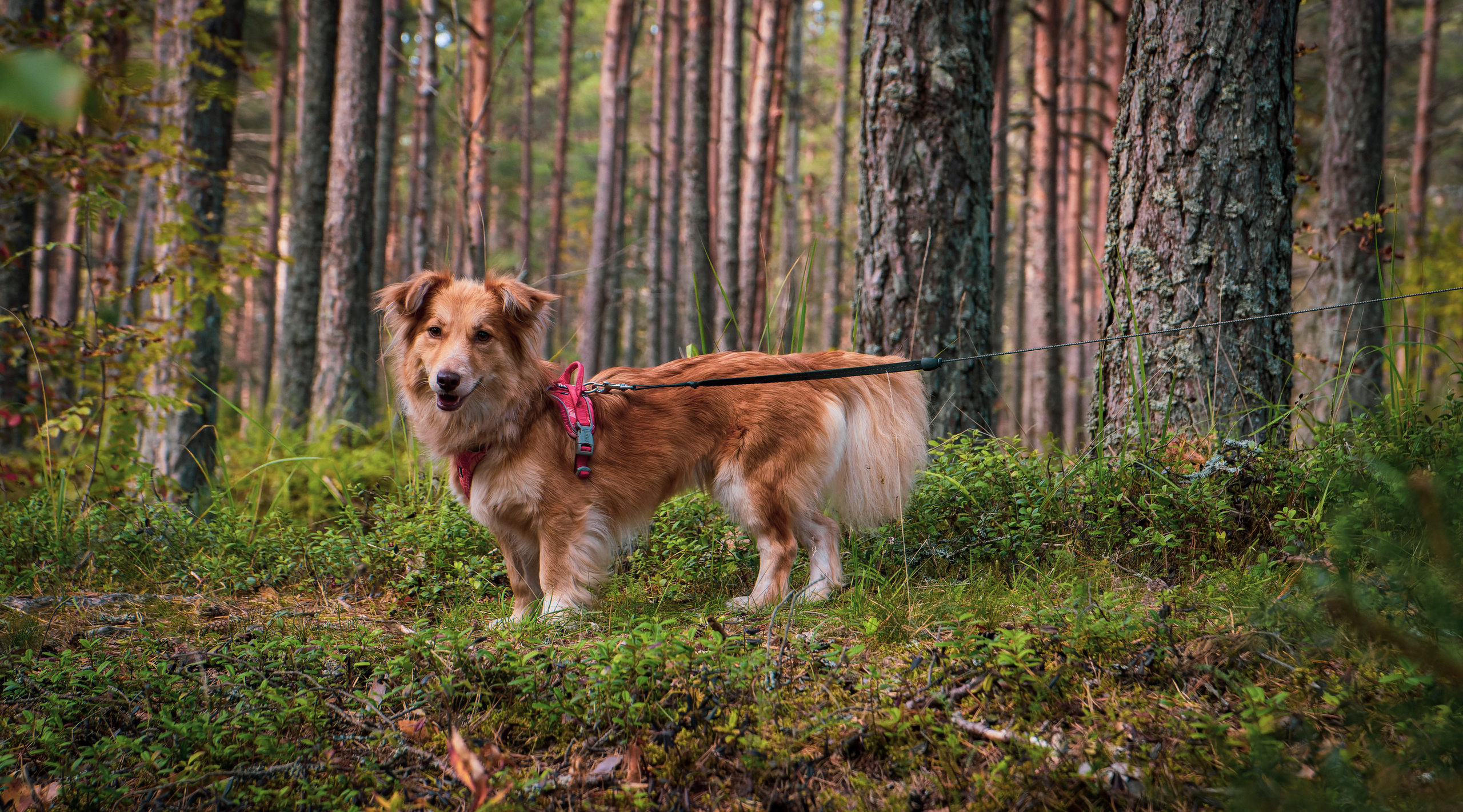 Koera Jalutamine. Nebula 25 — Fotod teie hingele
