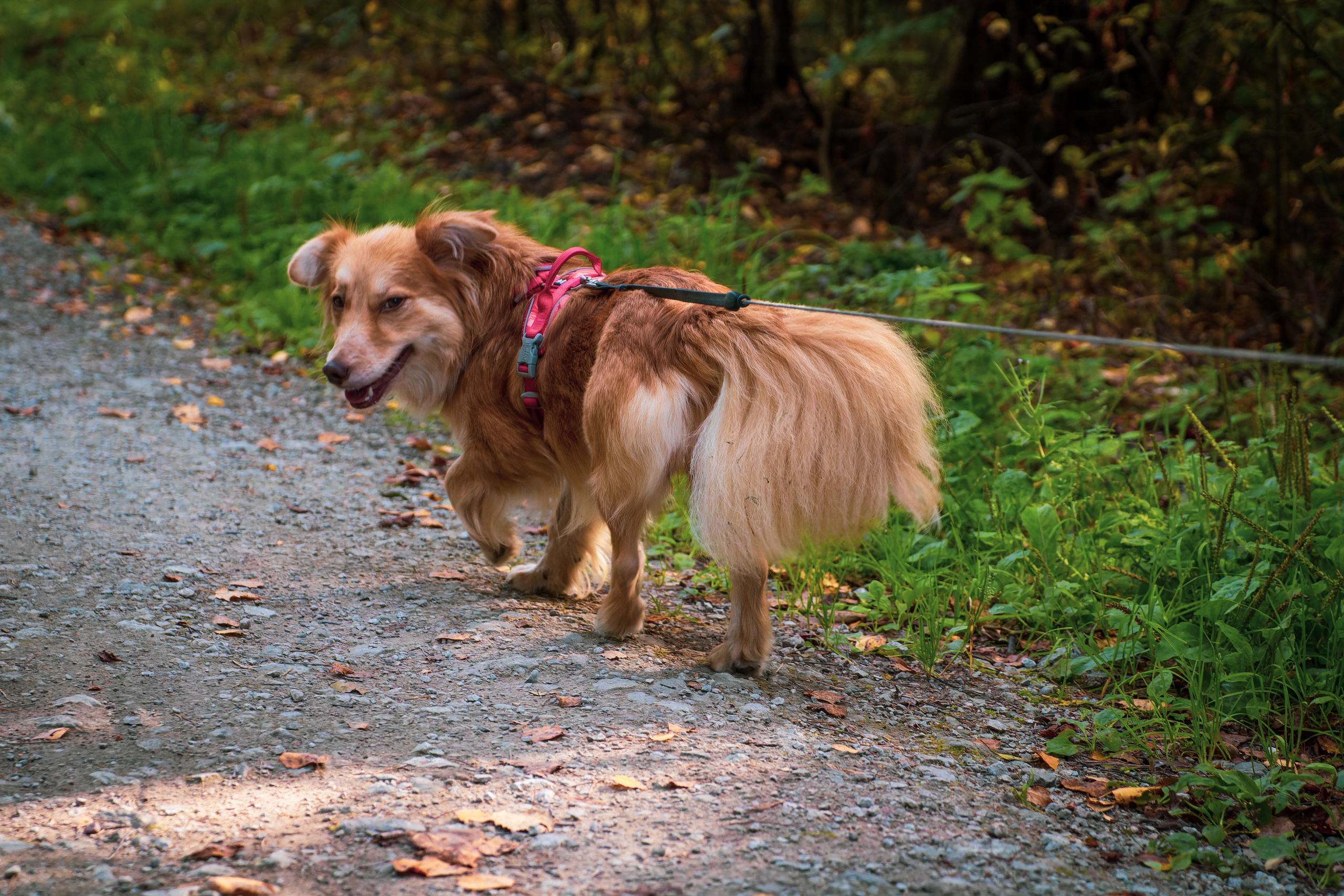 Koera Jalutamine. Nebula 25 — Fotod teie hingele