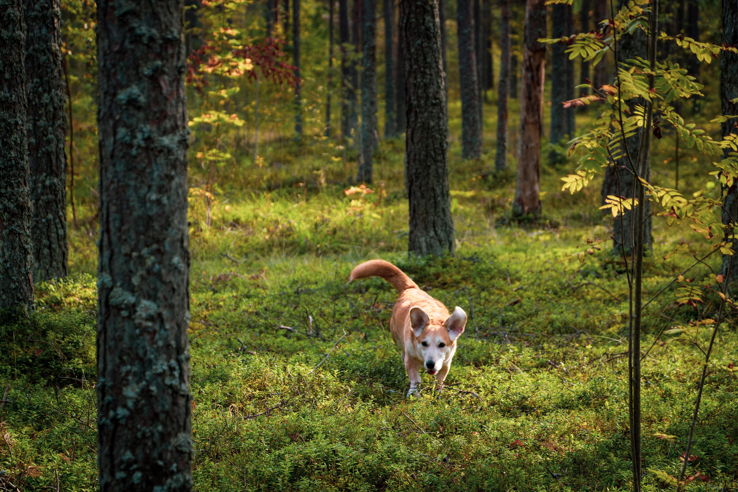 Koera Jalutamine. Nebula 25 — Fotod teie hingele
