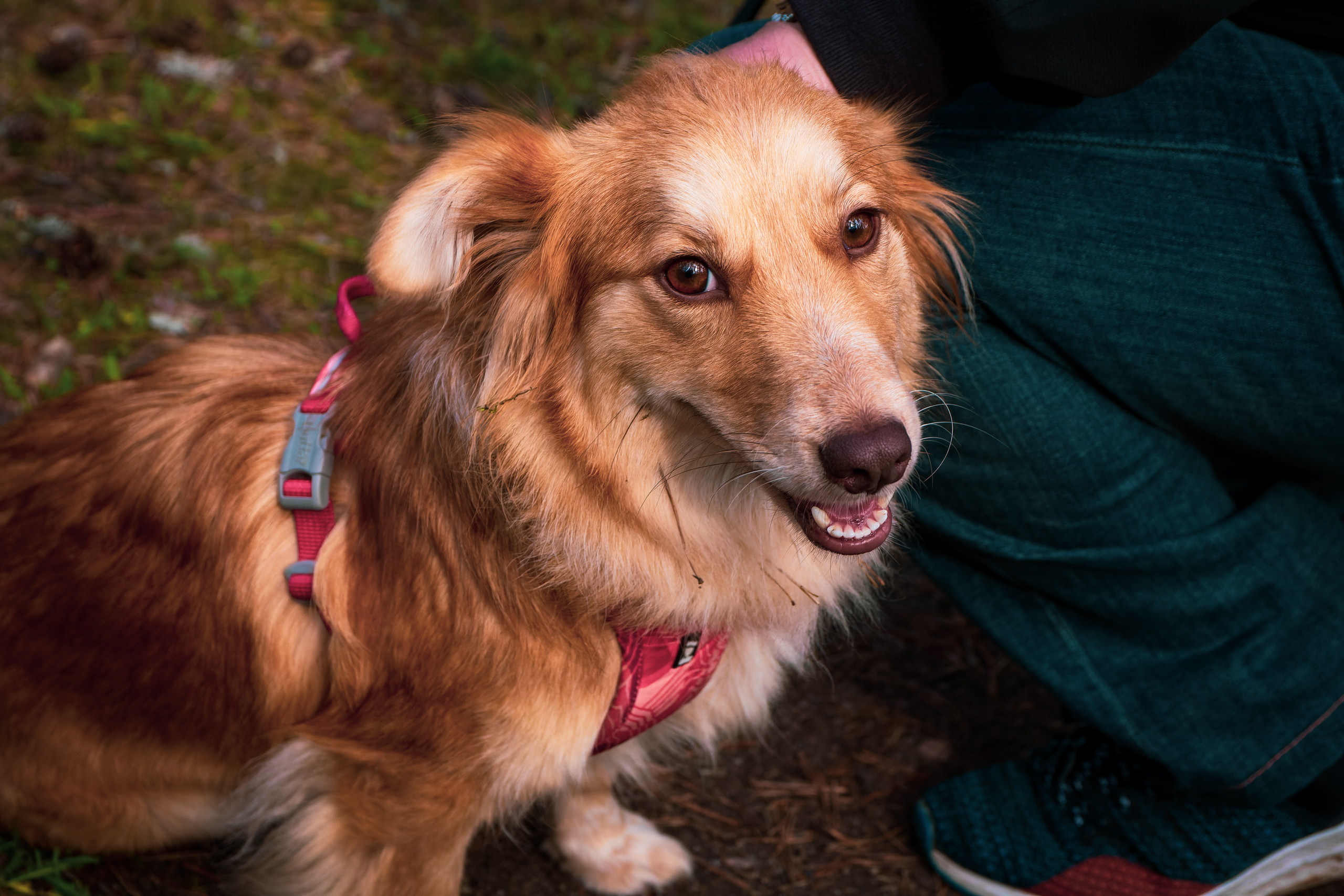 Koera Jalutamine. Nebula 25 — Fotod teie hingele