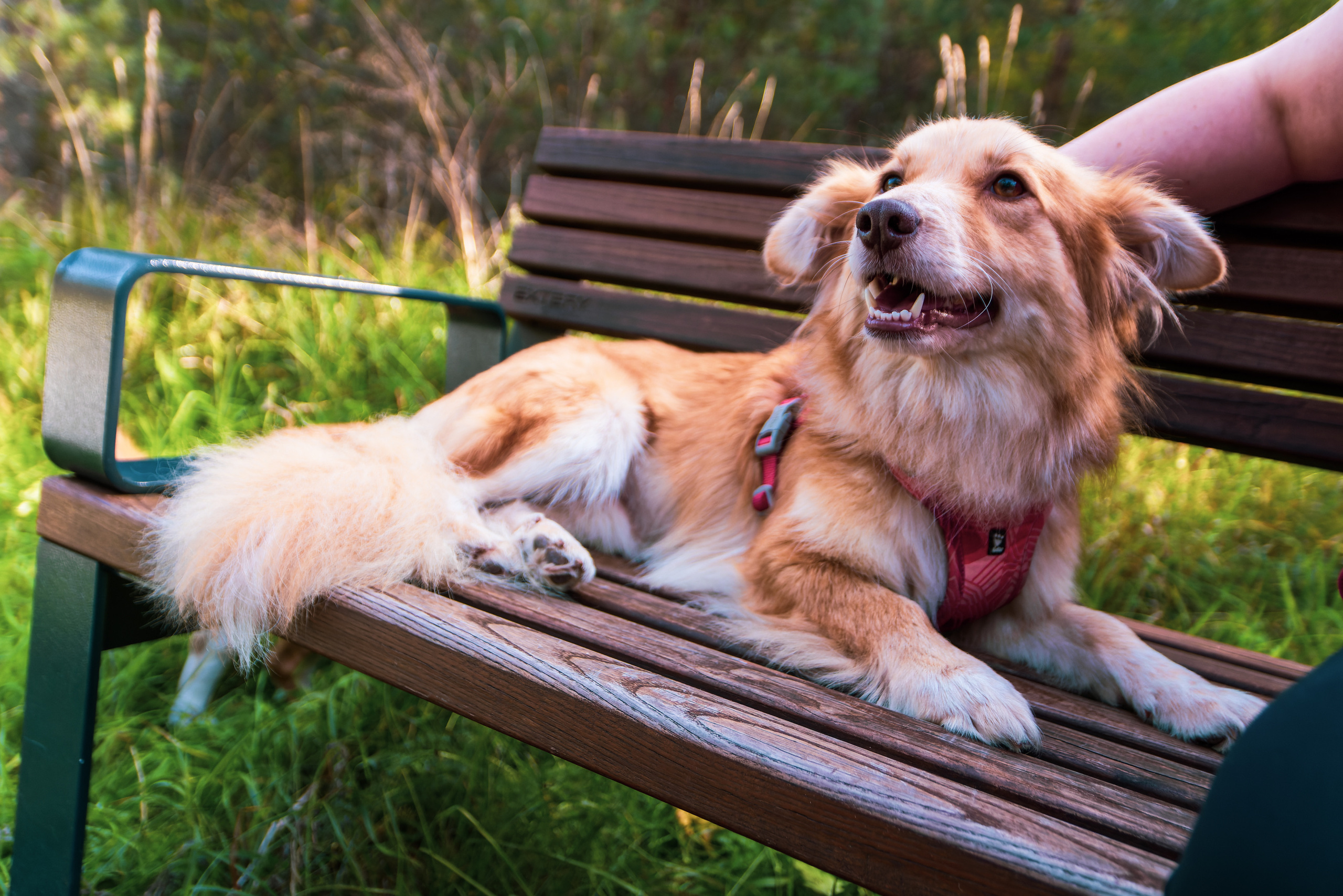 Koera Jalutamine. Nebula 25 — Fotod teie hingele