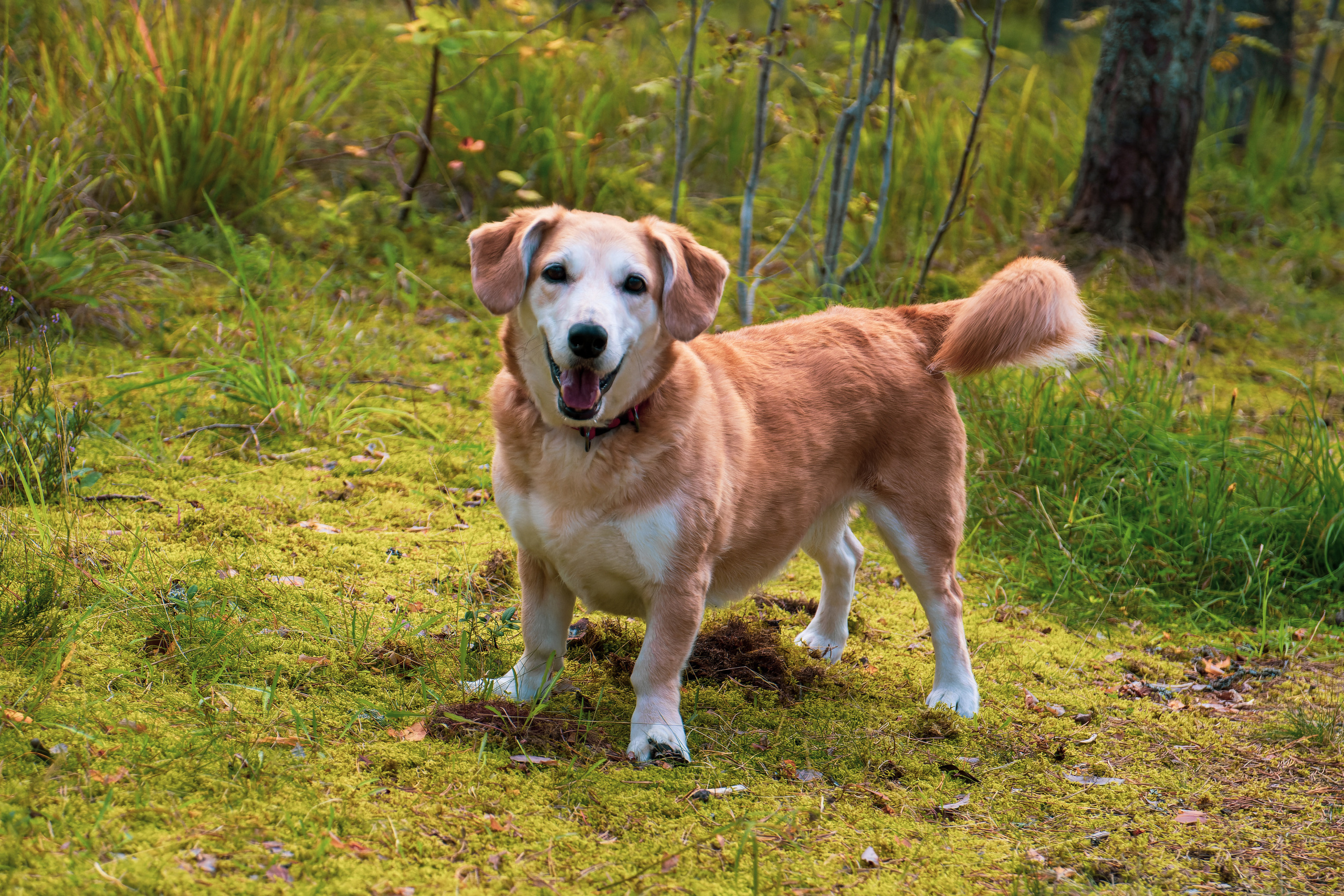 Koera Jalutamine. Nebula 25 — Fotod teie hingele