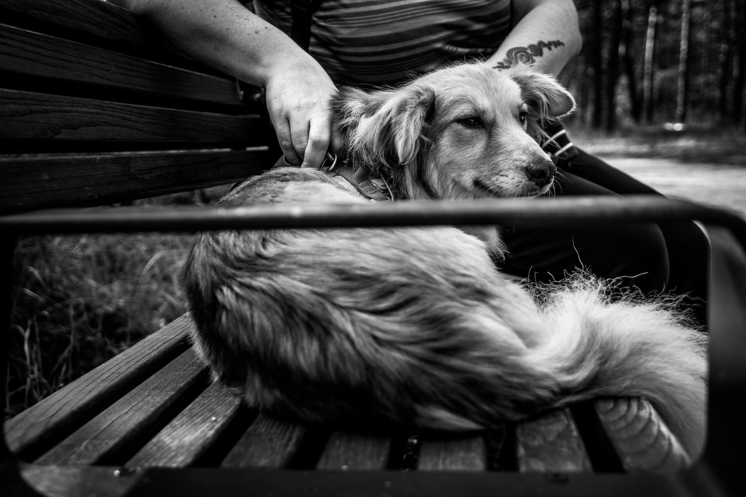 Koera Jalutamine. Nebula 25 — Fotod teie hingele