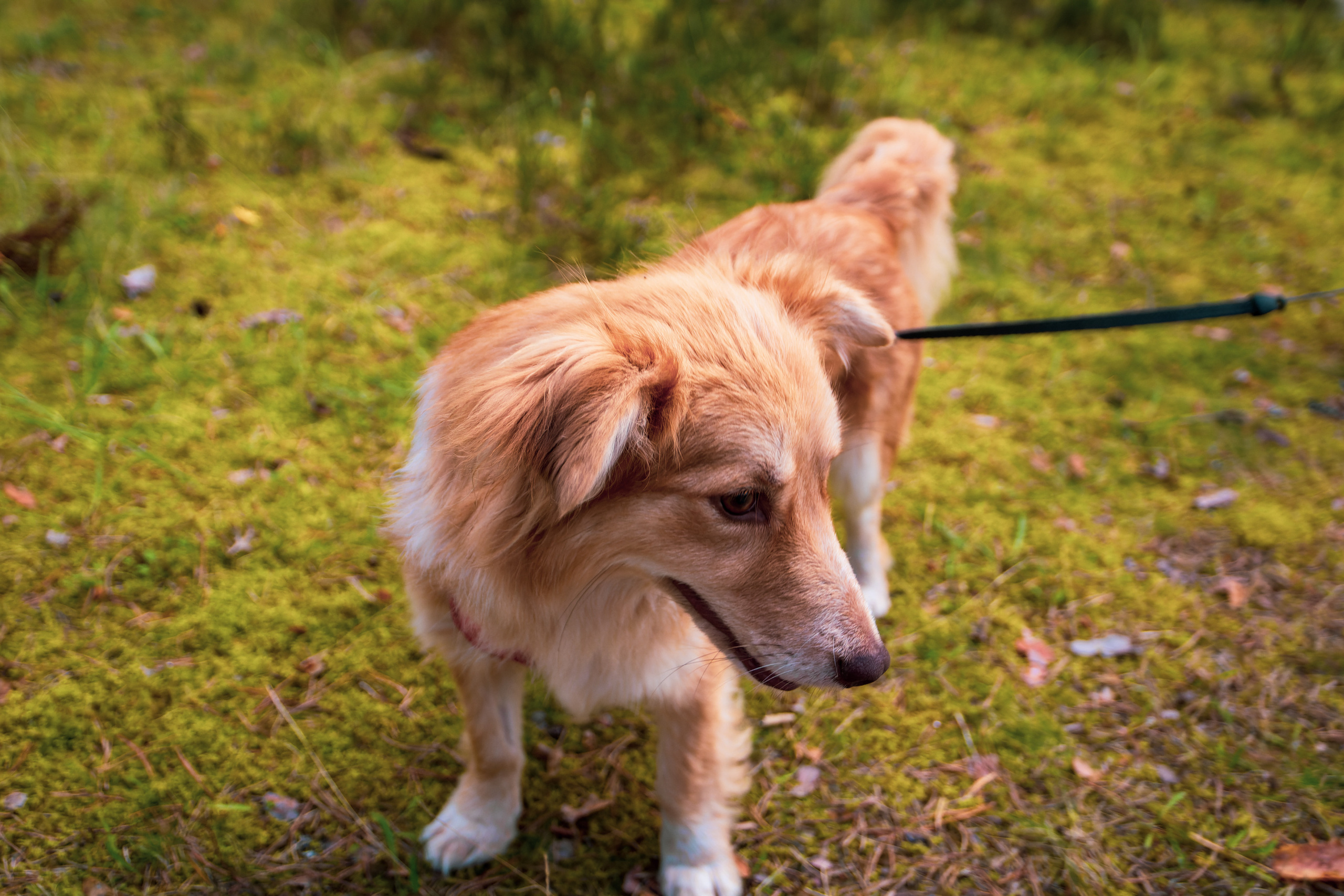 Koera Jalutamine. Nebula 25 — Fotod teie hingele