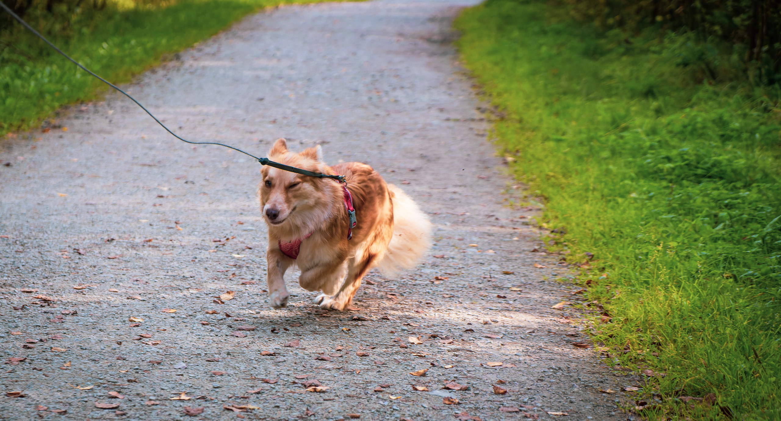 Koera Jalutamine. Nebula 25 — Fotod teie hingele