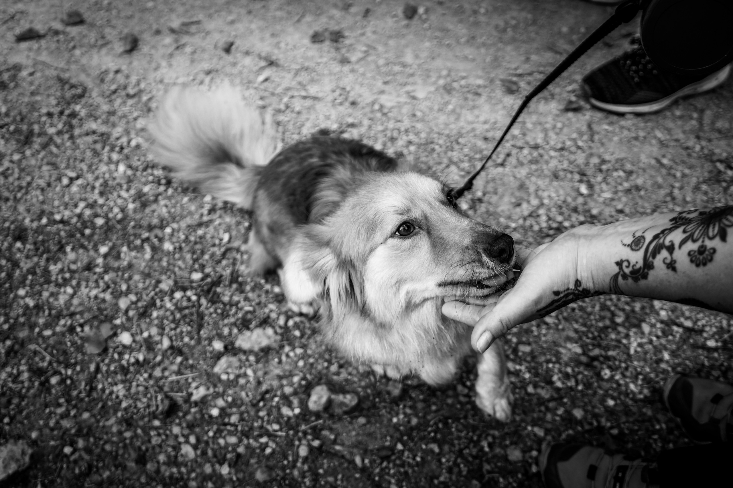 Koera Jalutamine. Nebula 25 — Fotod teie hingele