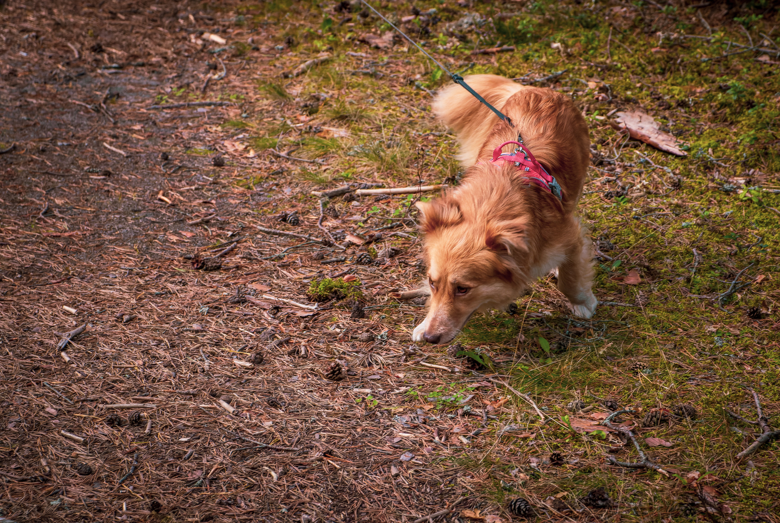 Koera Jalutamine. Nebula 25 — Fotod teie hingele