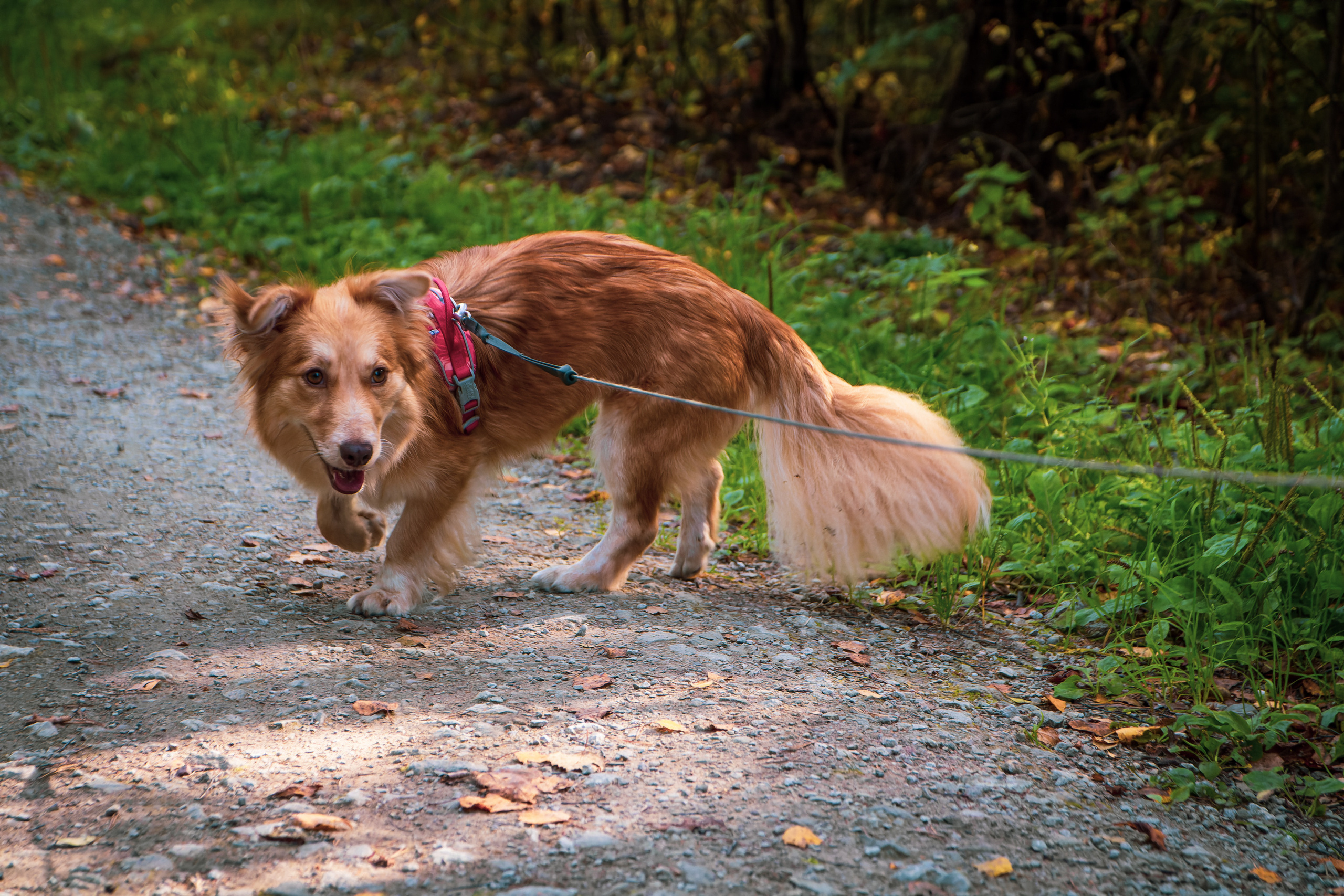 Koera Jalutamine. Nebula 25 — Fotod teie hingele