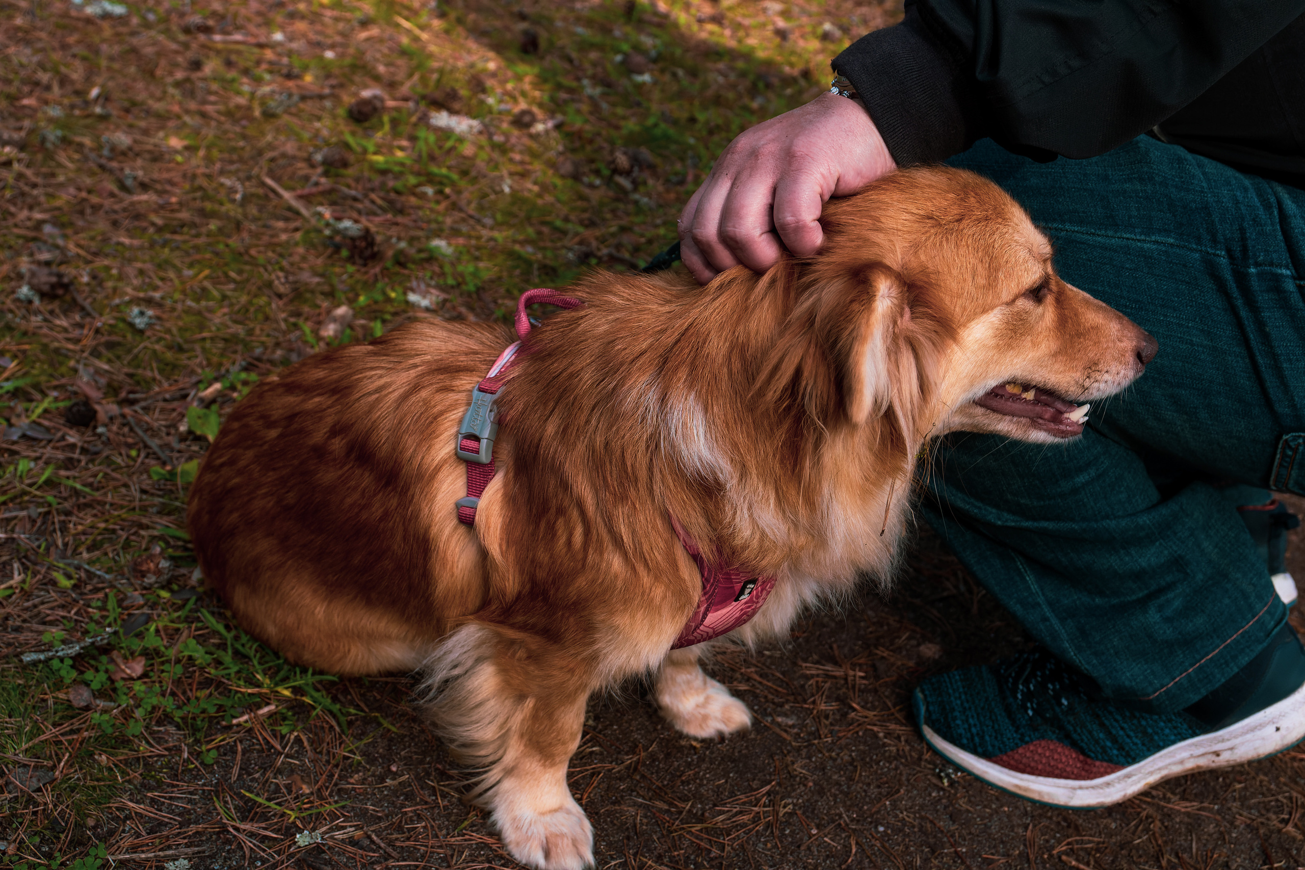 Koera Jalutamine. Nebula 25 — Fotod teie hingele