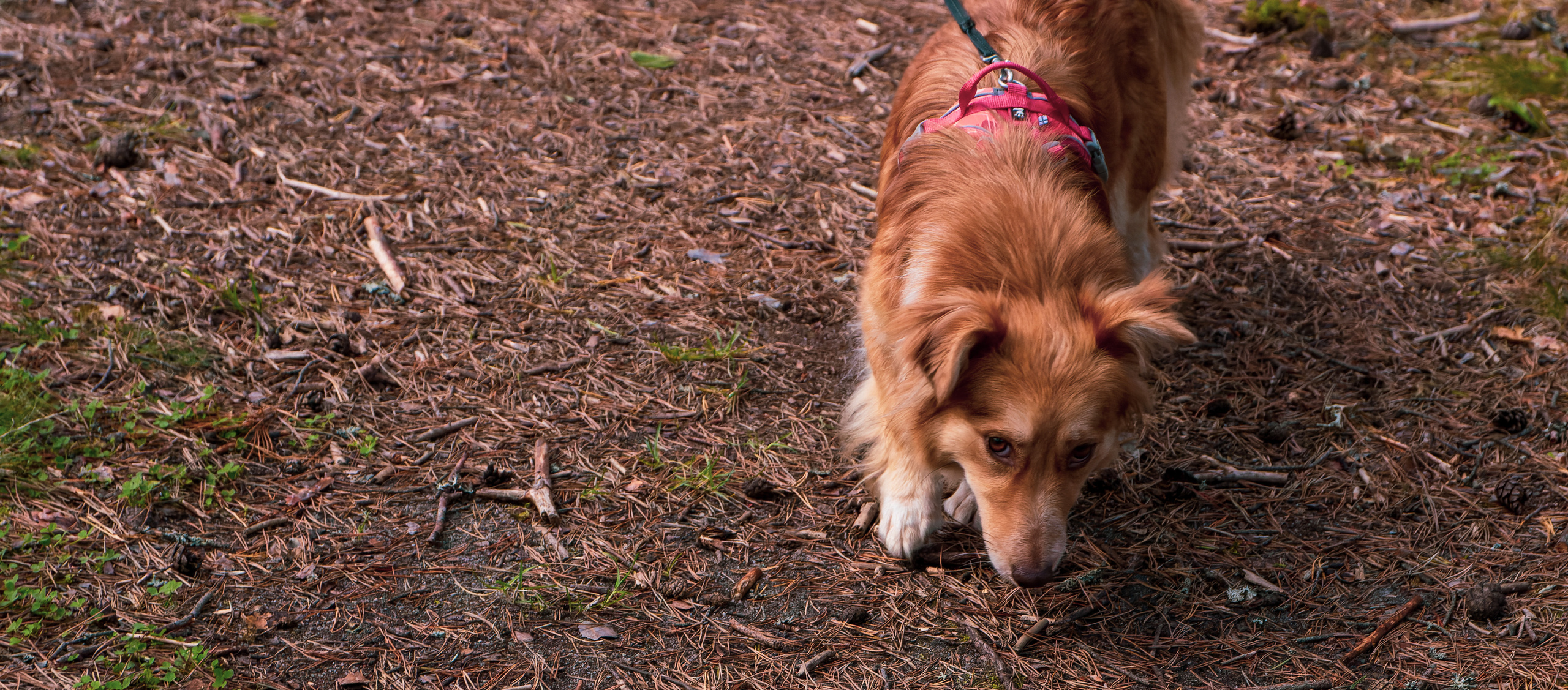 Koera Jalutamine. Nebula 25 — Fotod teie hingele
