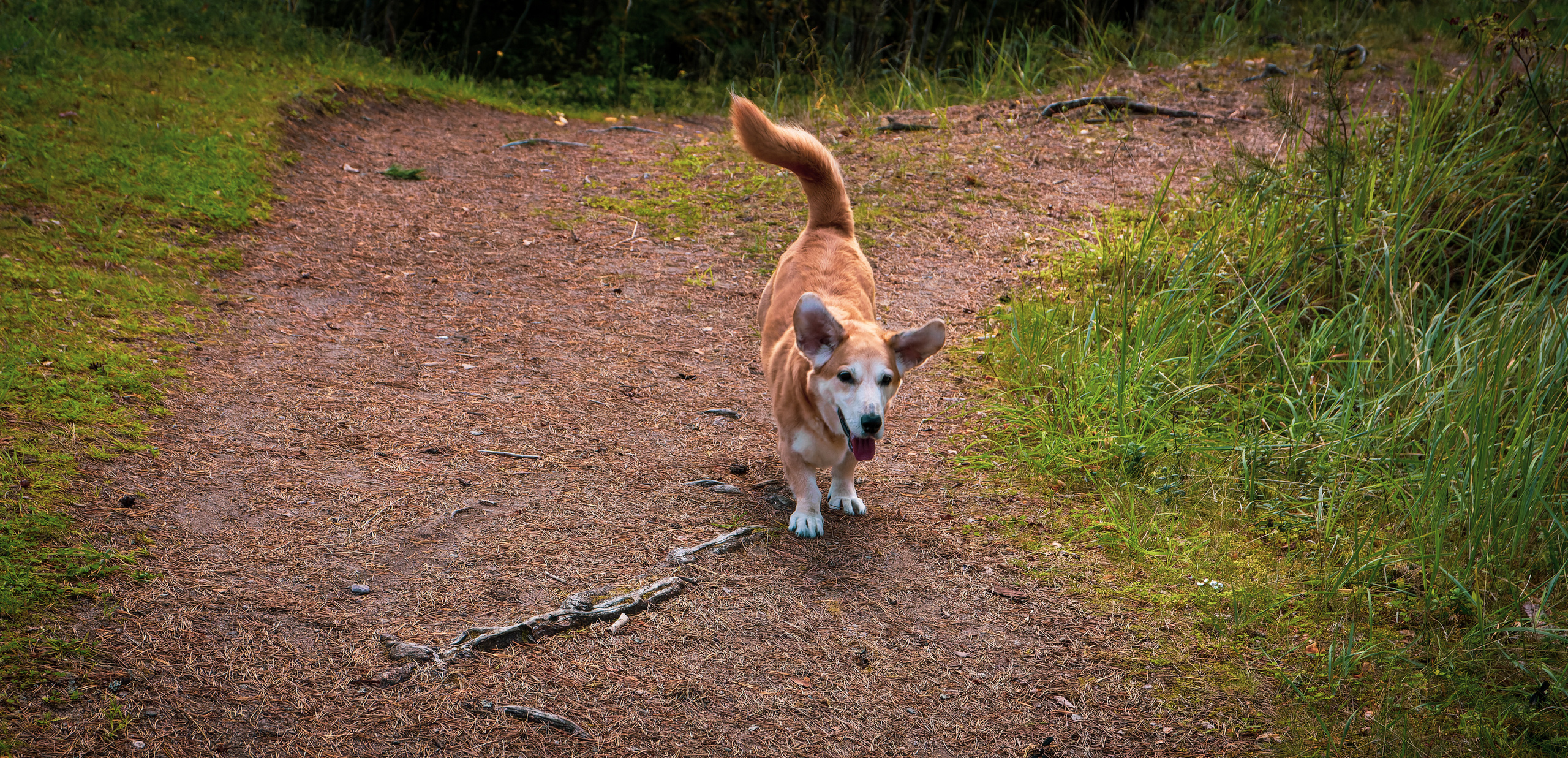 Koera Jalutamine. Nebula 25 — Fotod teie hingele