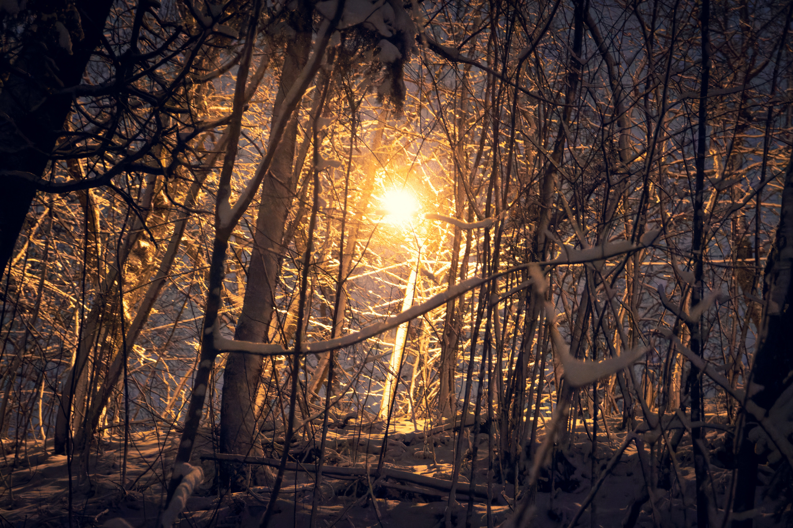 Pimeda metsa jalutamine (Stasja). Nebula 25 — Fotod teie hingele