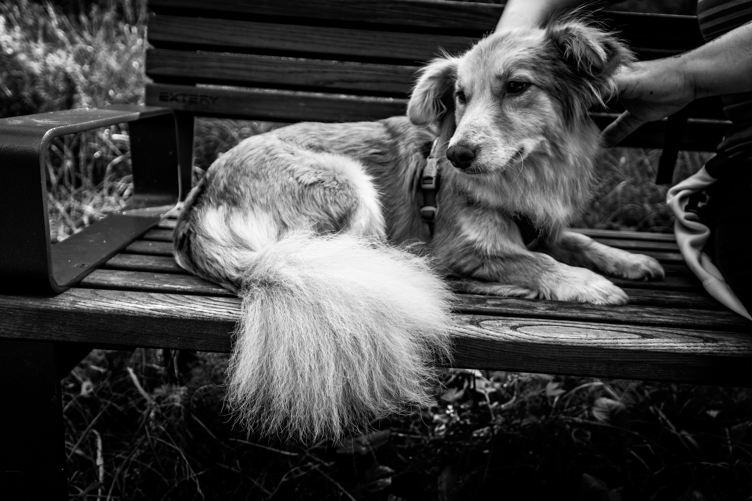 Koera Jalutamine. Nebula 25 — Fotod teie hingele