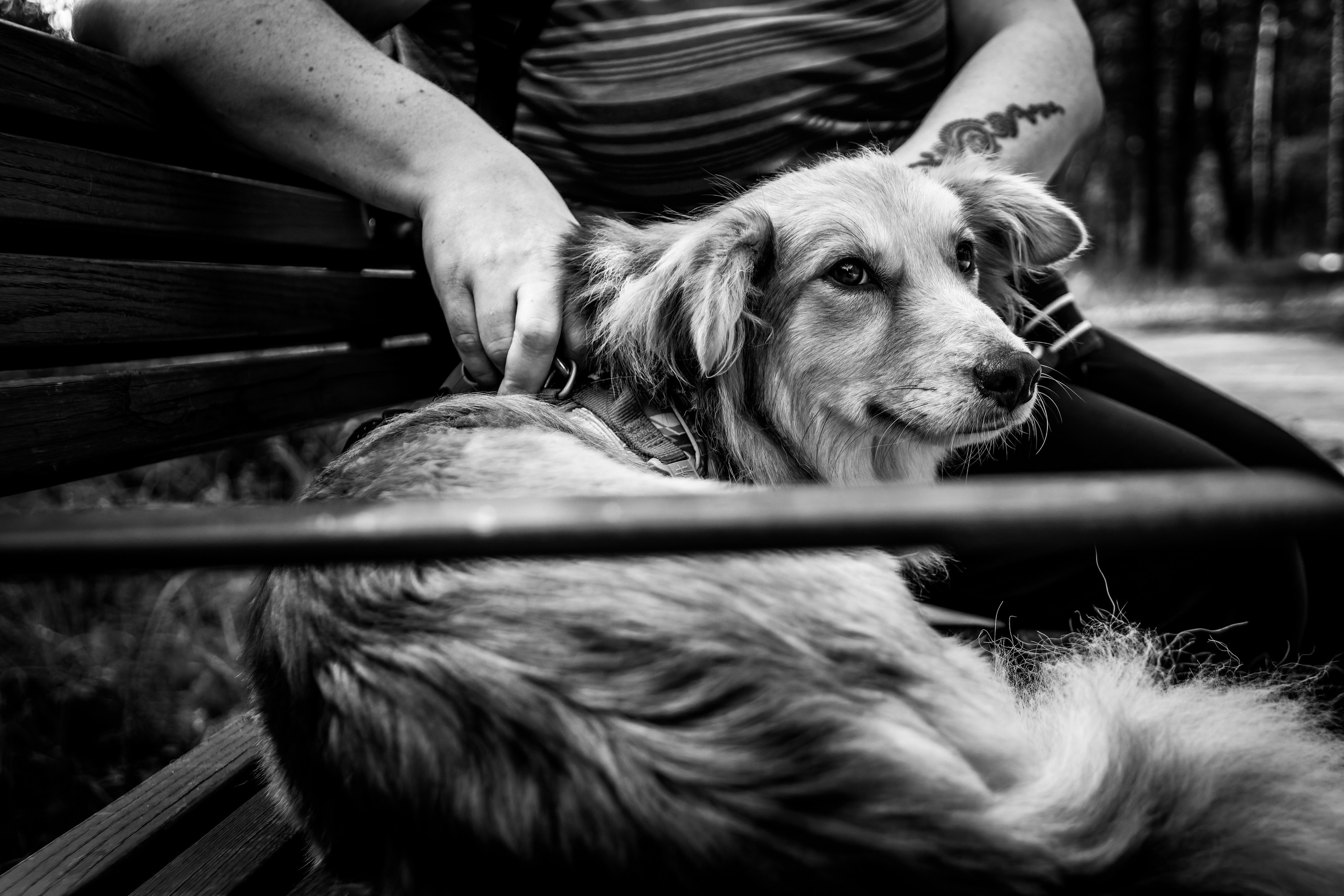 Koera Jalutamine. Nebula 25 — Fotod teie hingele