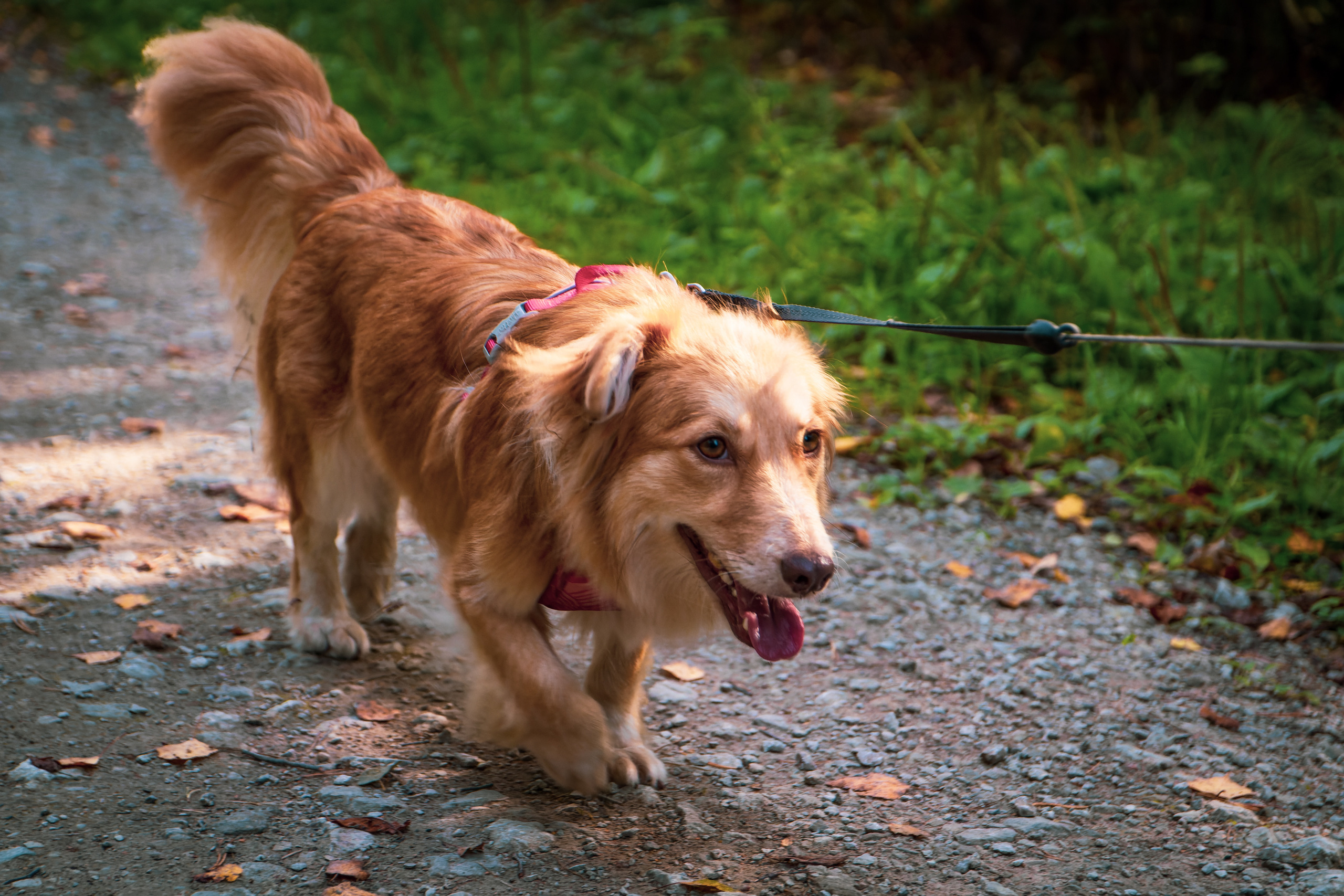Koera Jalutamine. Nebula 25 — Fotod teie hingele