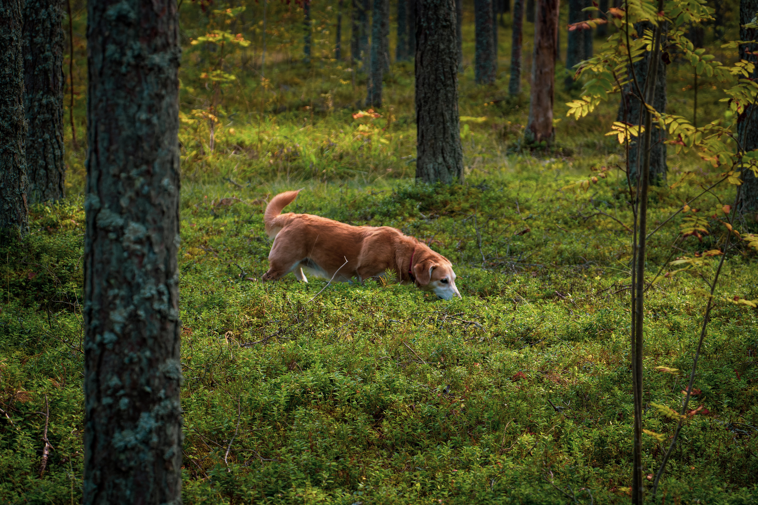 Koera Jalutamine. Nebula 25 — Fotod teie hingele
