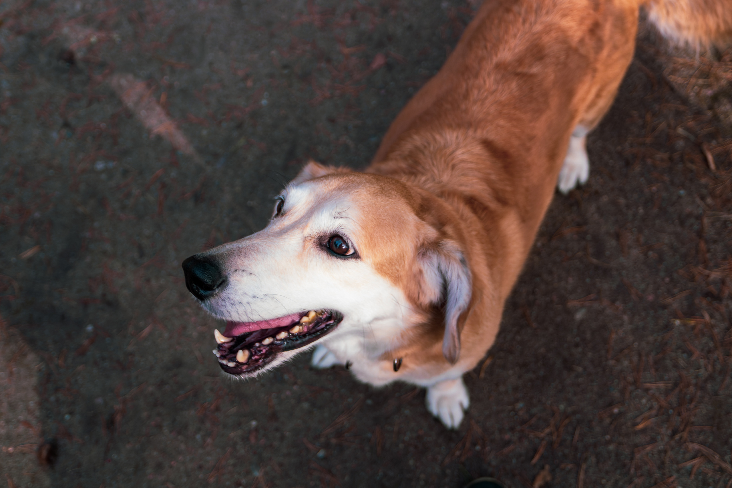 Koera Jalutamine. Nebula 25 — Fotod teie hingele
