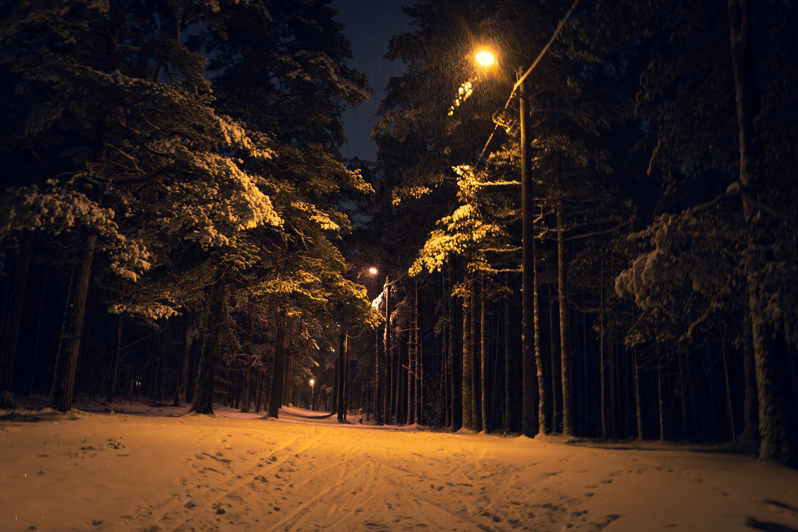 Pimeda metsa jalutamine (Stasja). Nebula 25 — Fotod teie hingele