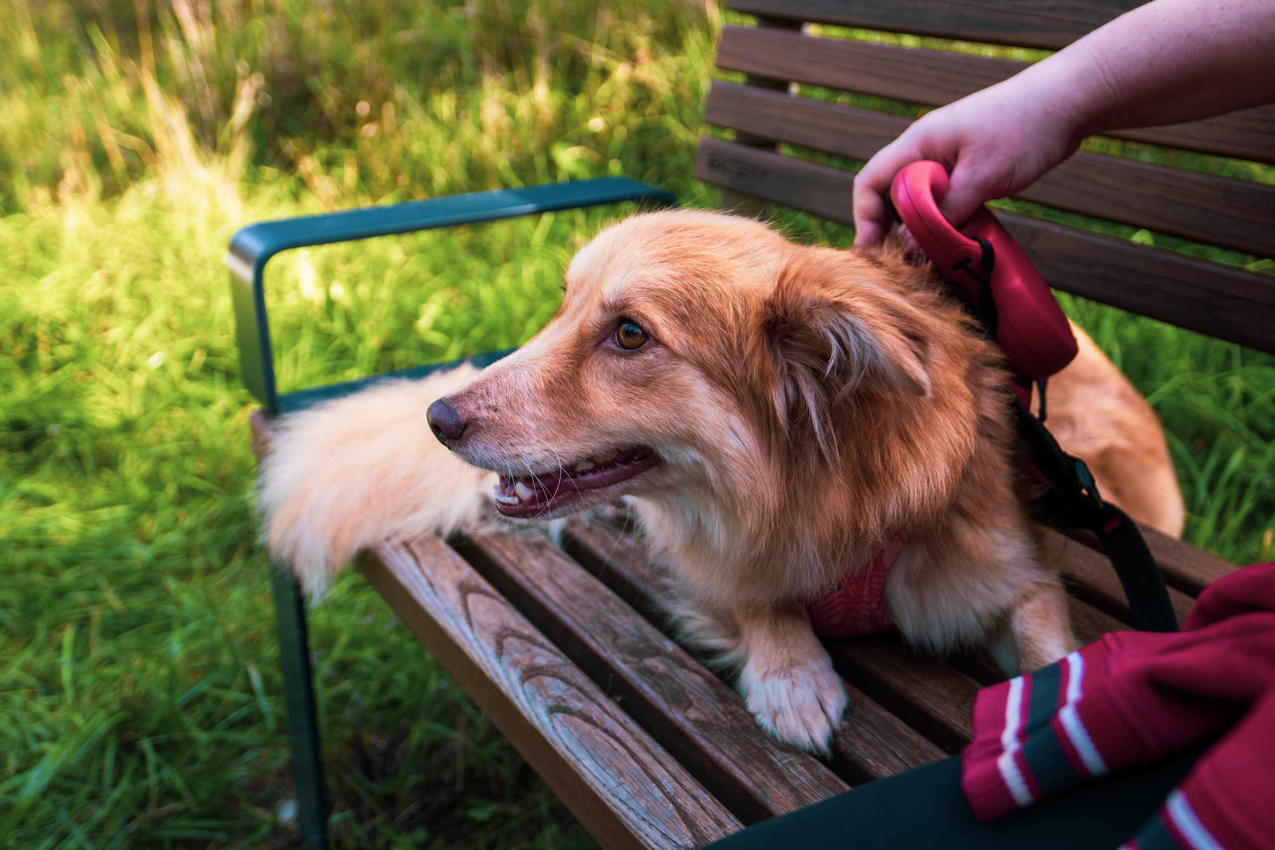 Koera Jalutamine. Nebula 25 — Fotod teie hingele