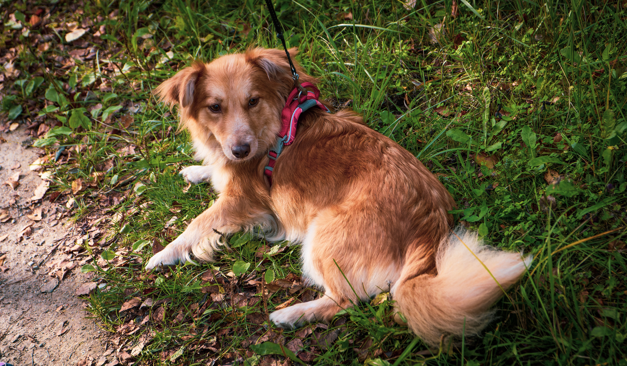 Koera Jalutamine. Nebula 25 — Fotod teie hingele