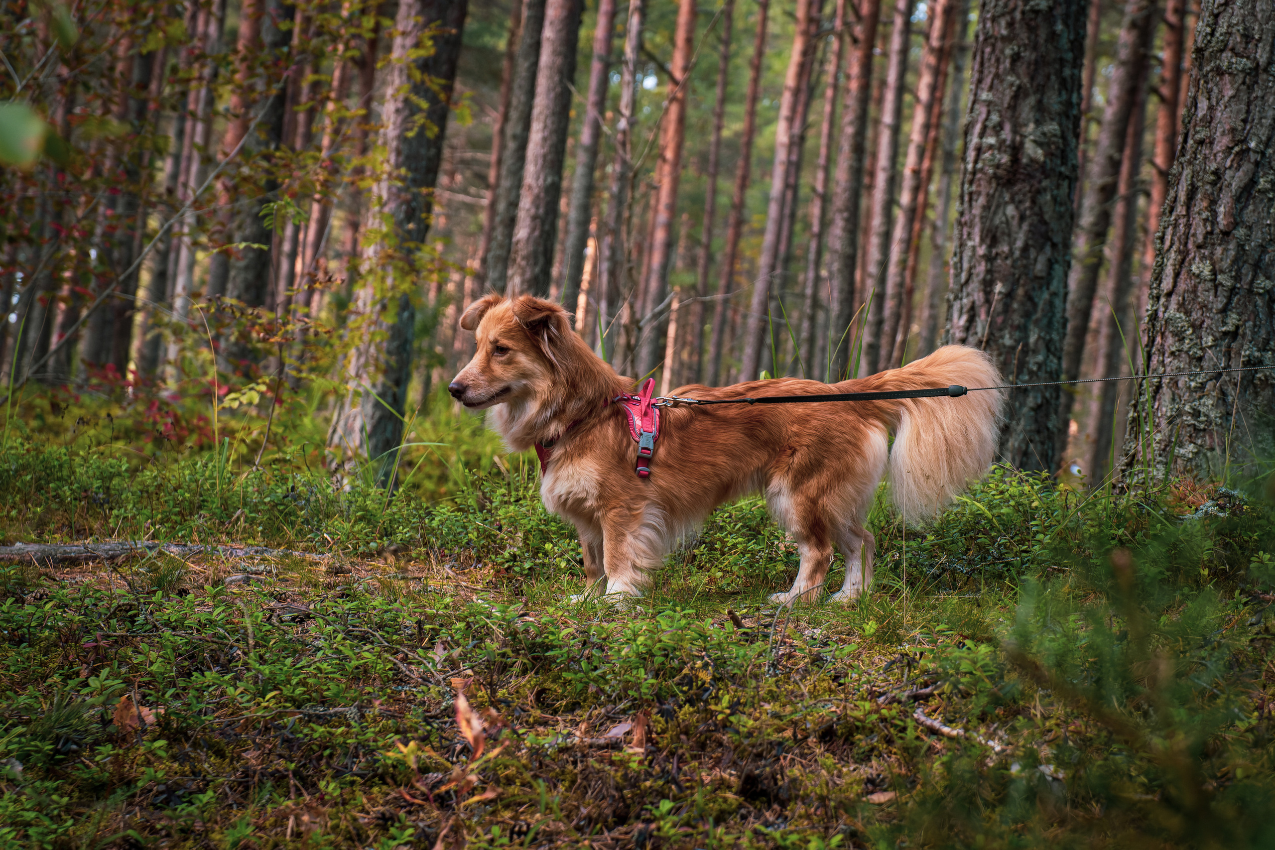 Koera Jalutamine. Nebula 25 — Fotod teie hingele