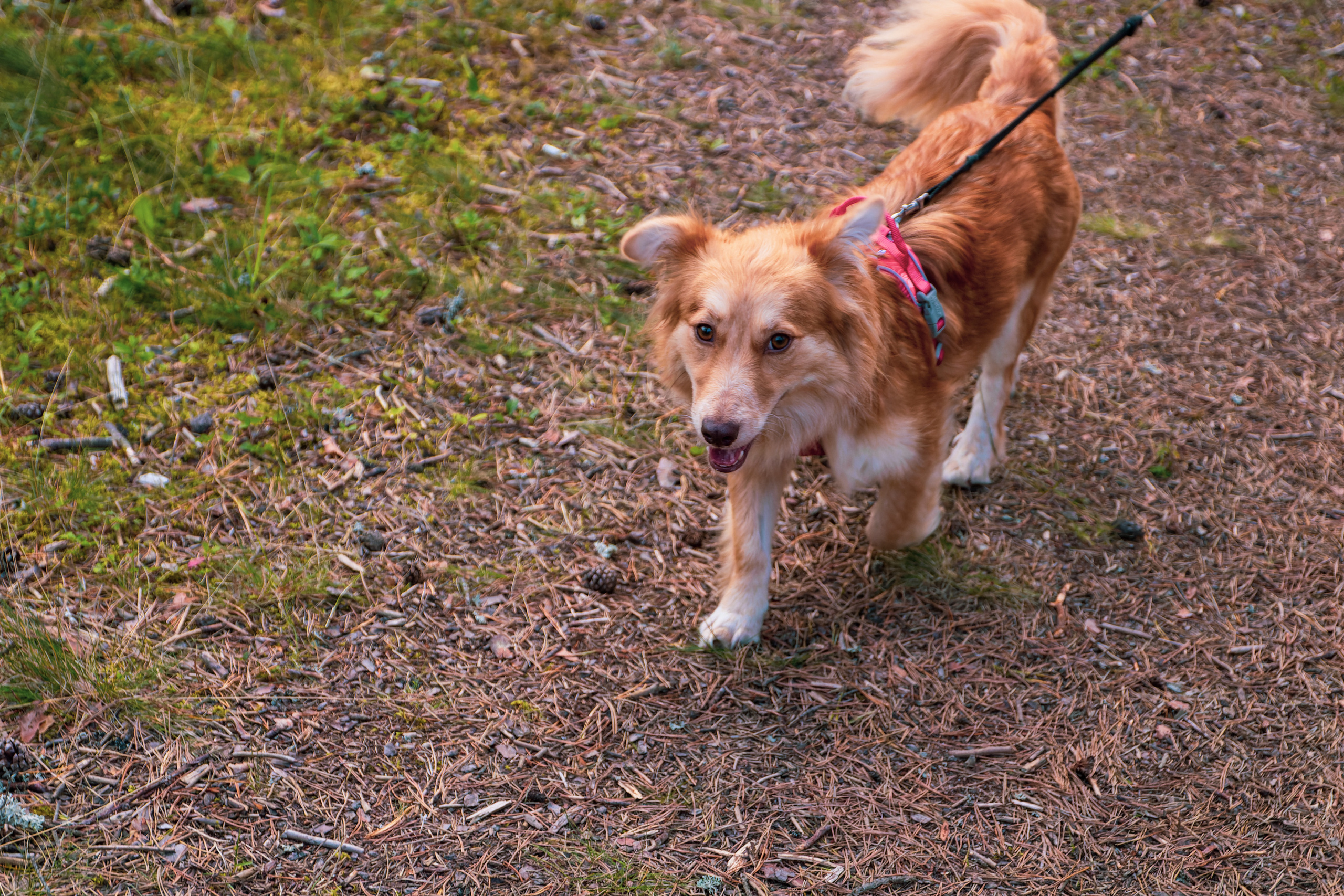 Koera Jalutamine. Nebula 25 — Fotod teie hingele