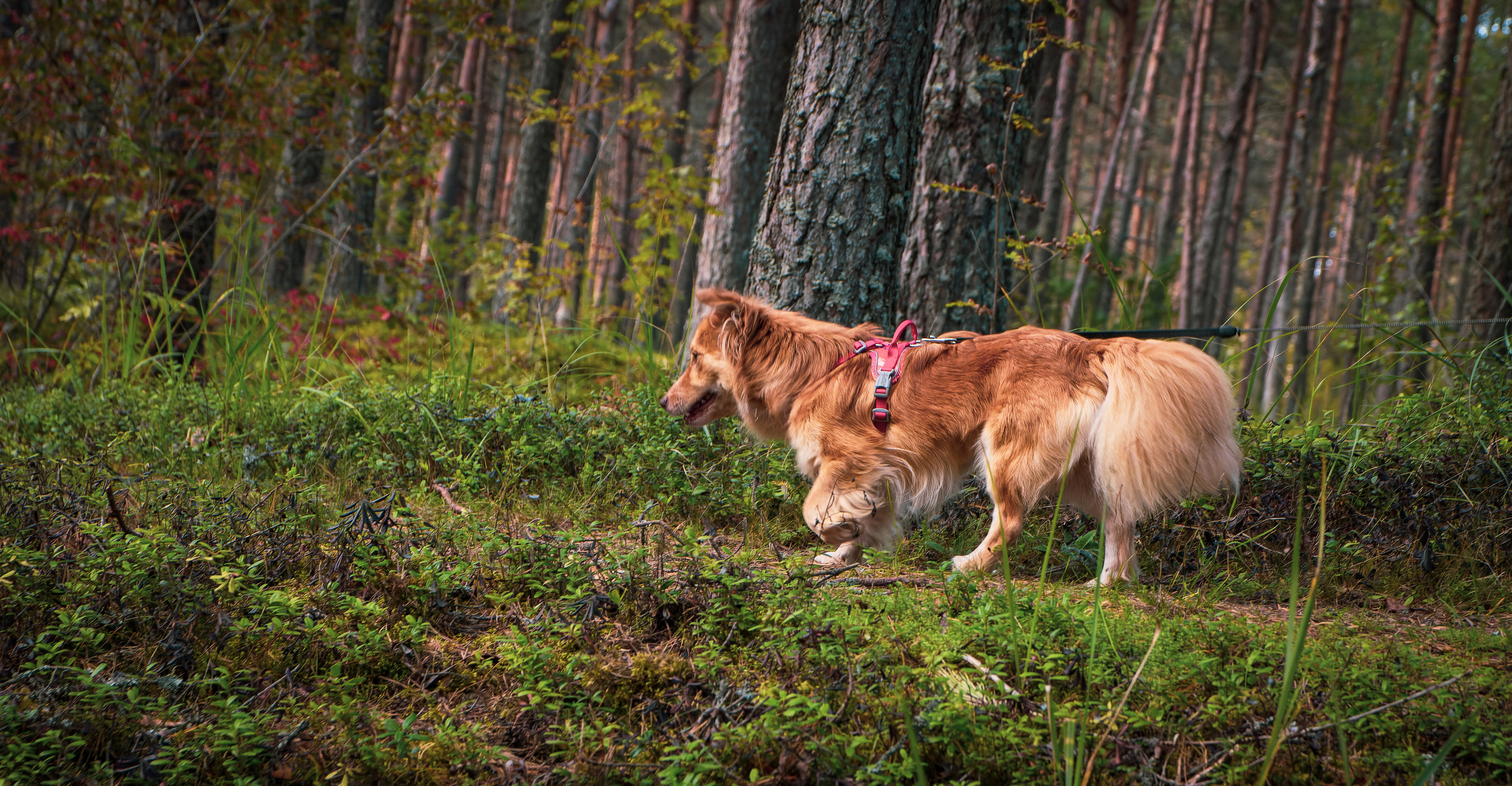 Koera Jalutamine. Nebula 25 — Fotod teie hingele