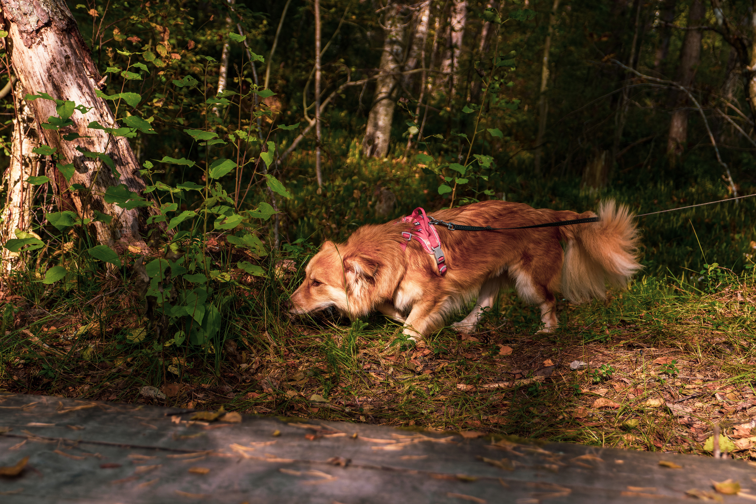 Koera Jalutamine. Nebula 25 — Fotod teie hingele