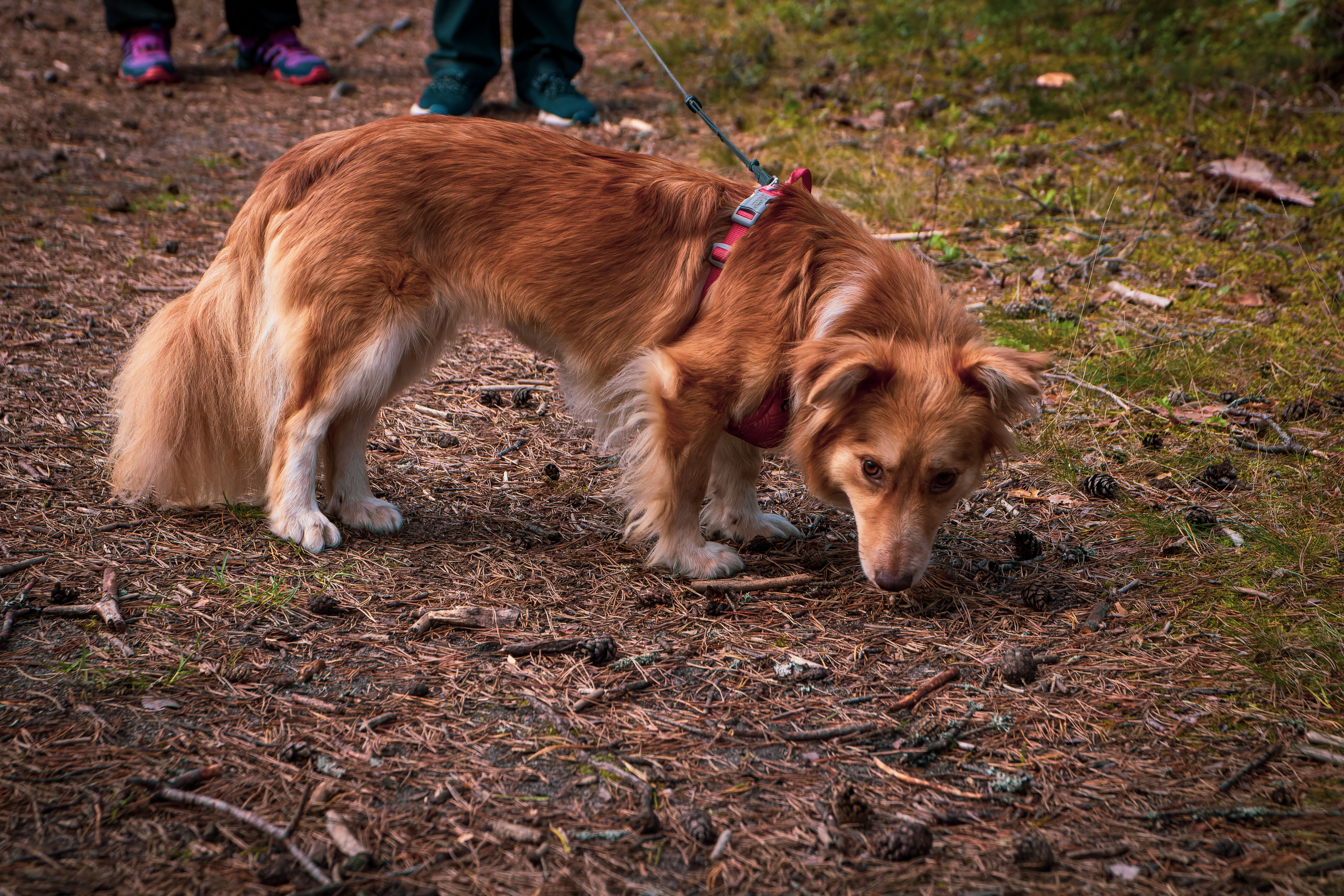 Koera Jalutamine. Nebula 25 — Fotod teie hingele