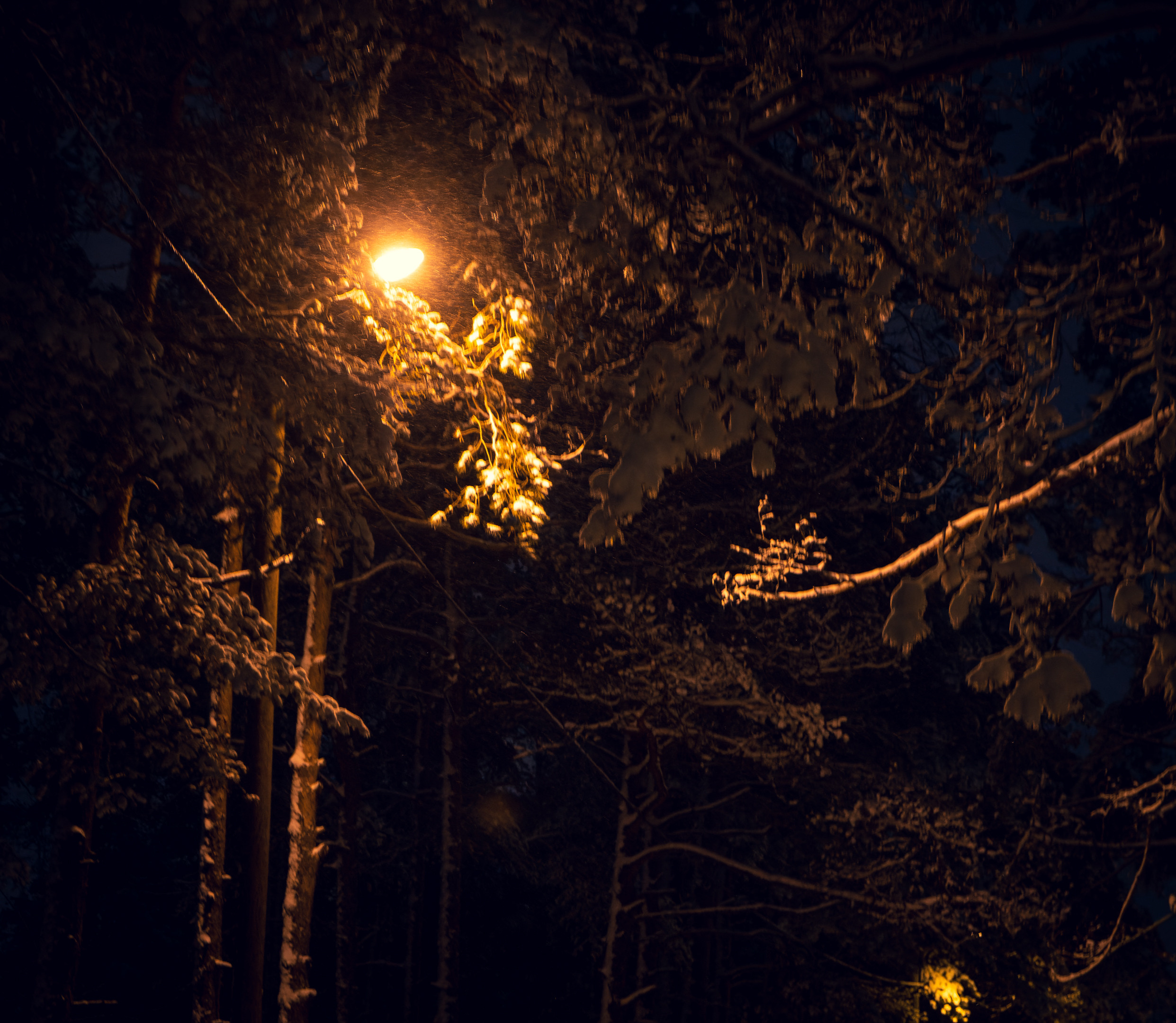 Pimeda metsa jalutamine (Stasja). Nebula 25 — Fotod teie hingele