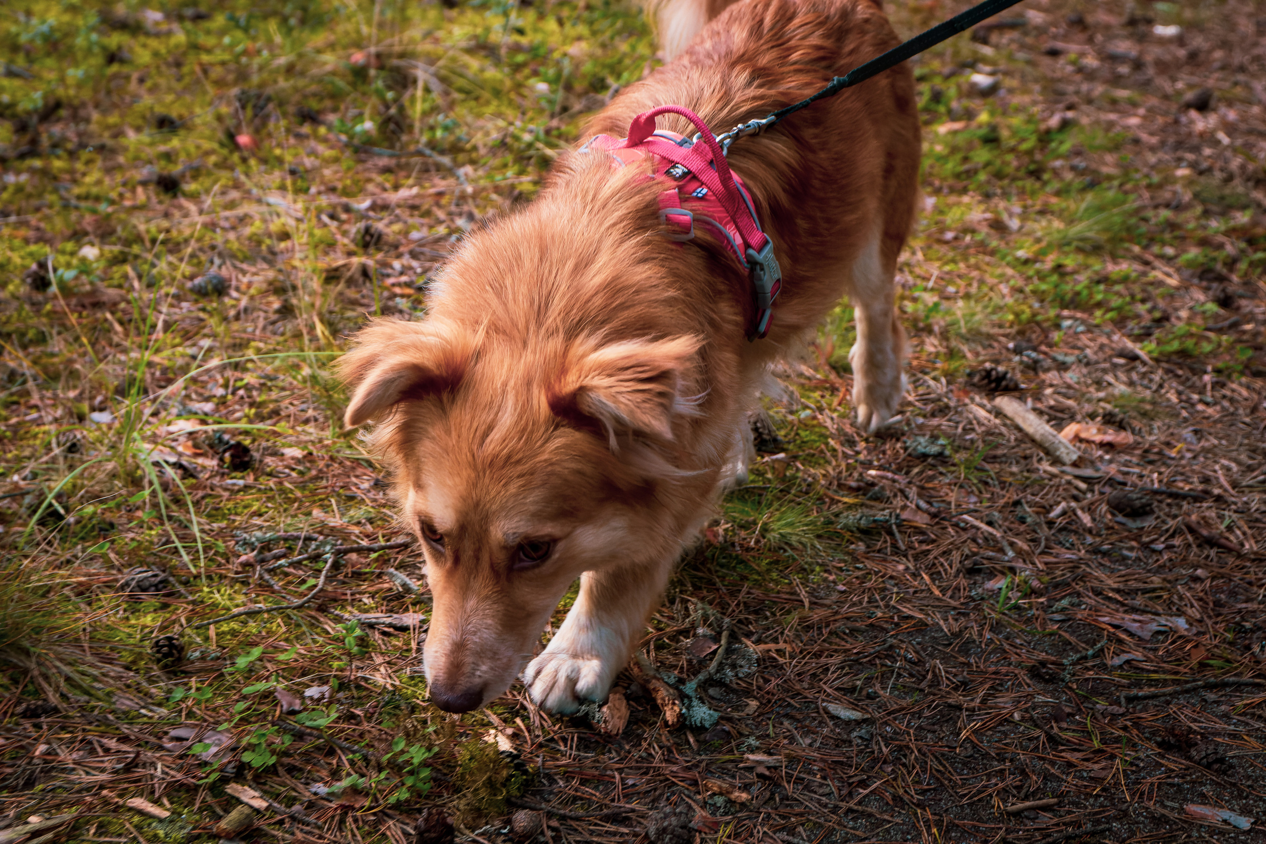 Koera Jalutamine. Nebula 25 — Fotod teie hingele