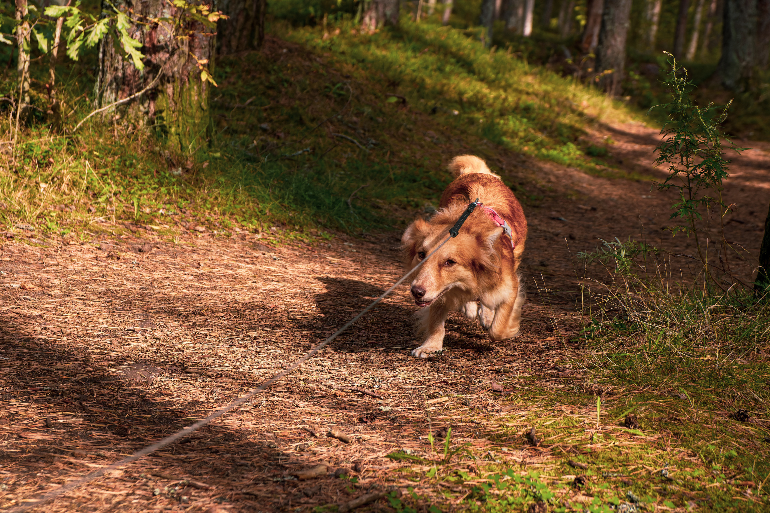 Koera Jalutamine. Nebula 25 — Fotod teie hingele