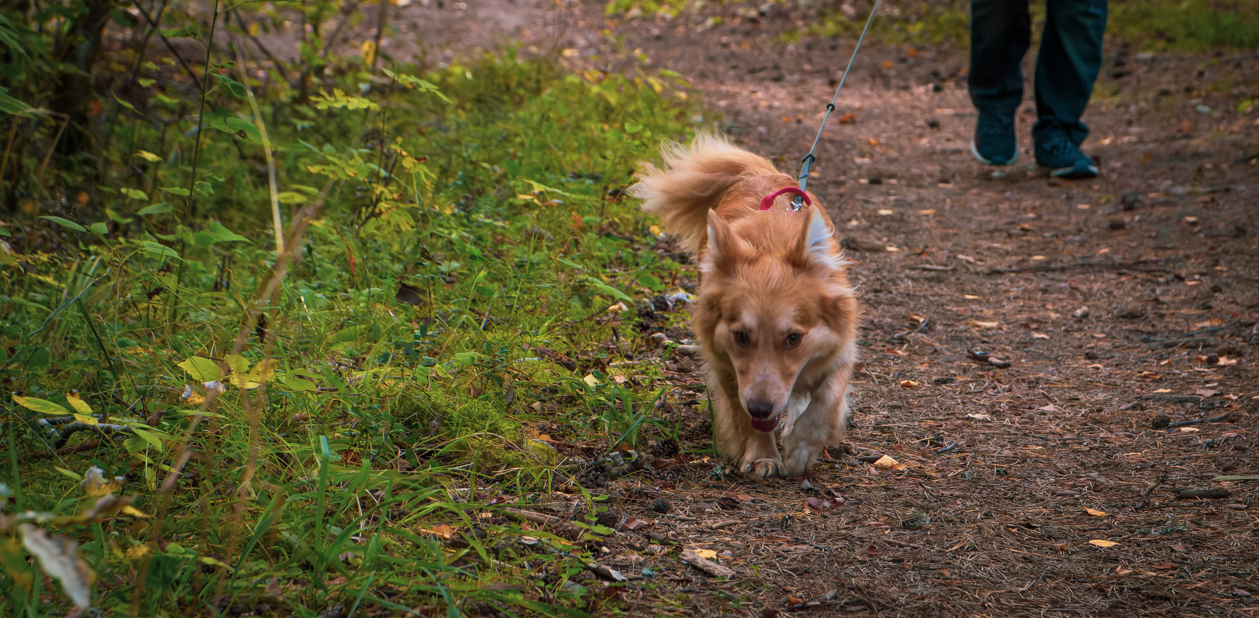 Koera Jalutamine. Nebula 25 — Fotod teie hingele
