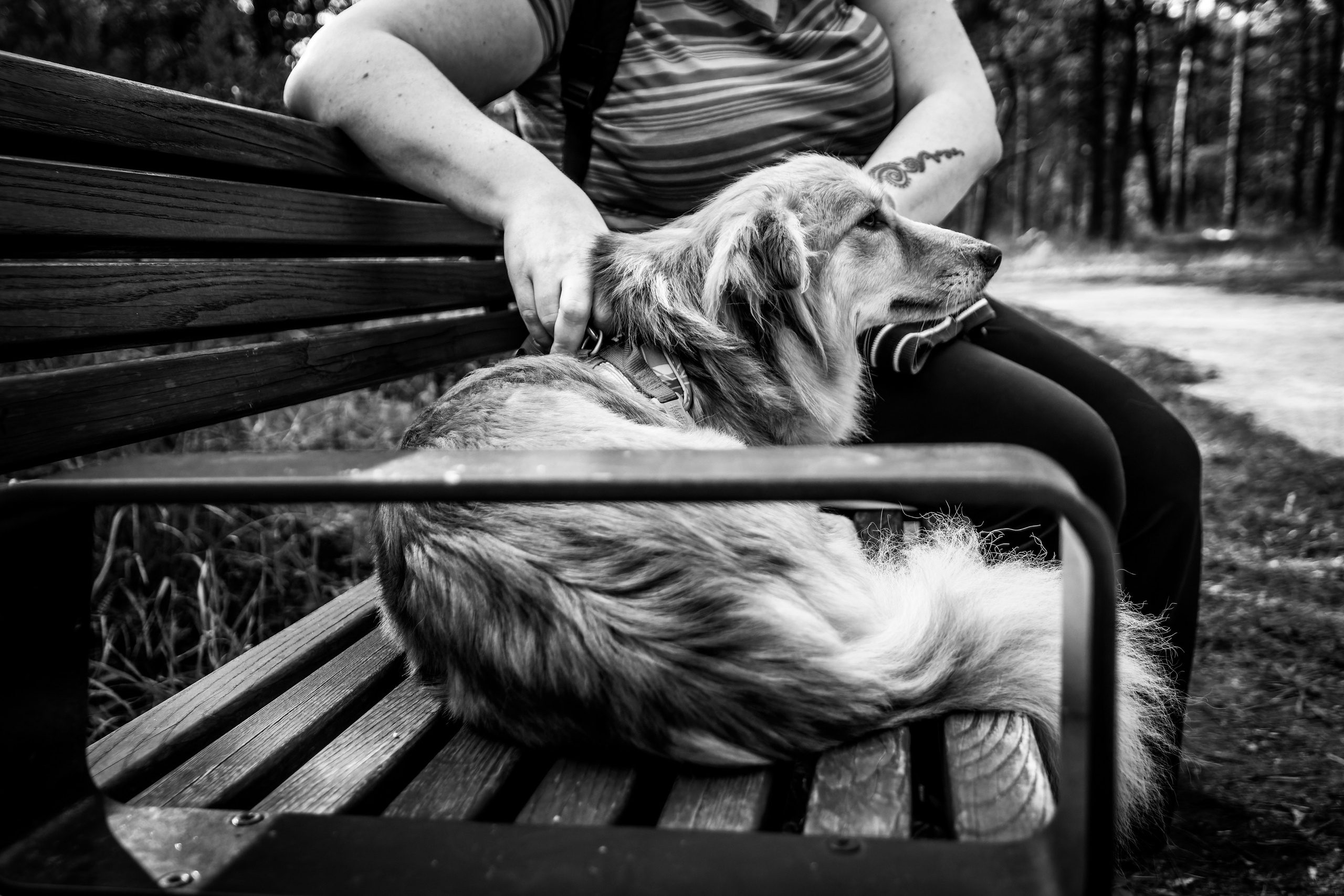 Koera Jalutamine. Nebula 25 — Fotod teie hingele