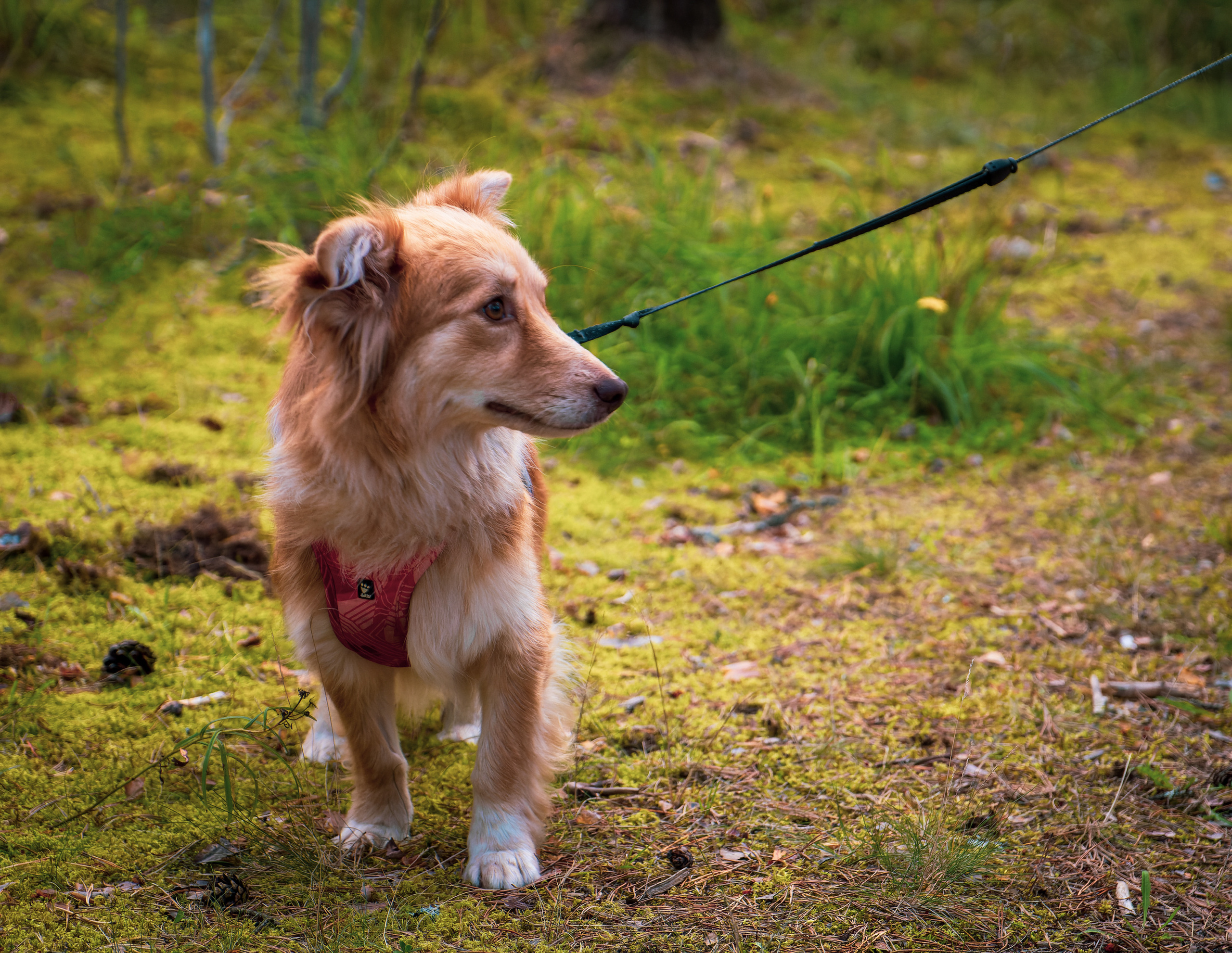 Koera Jalutamine. Nebula 25 — Fotod teie hingele