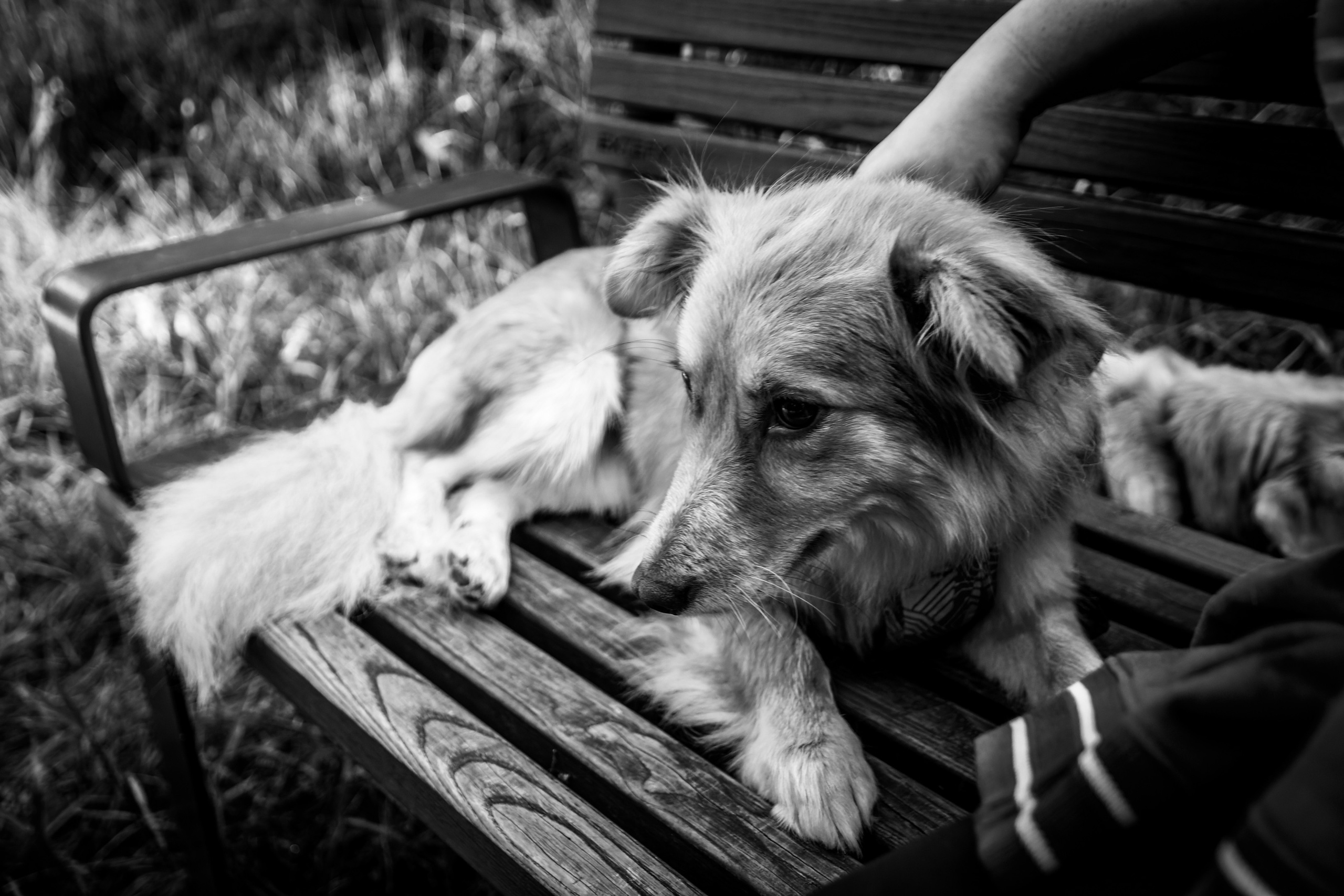 Koera Jalutamine. Nebula 25 — Fotod teie hingele