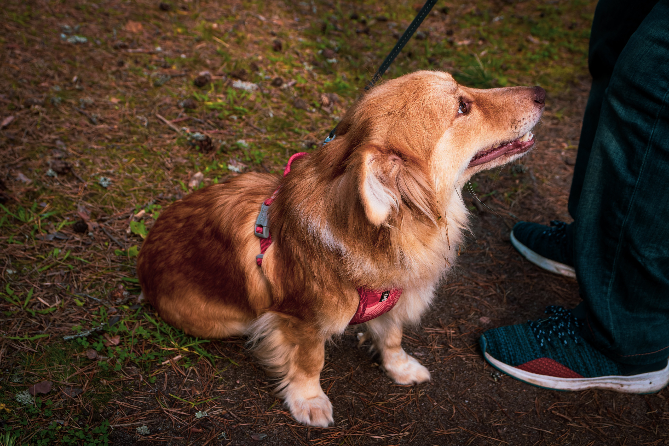 Koera Jalutamine. Nebula 25 — Fotod teie hingele