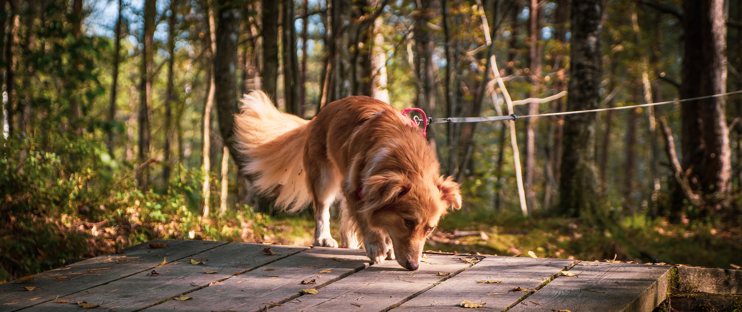 Koera Jalutamine. Nebula 25 — Fotod teie hingele